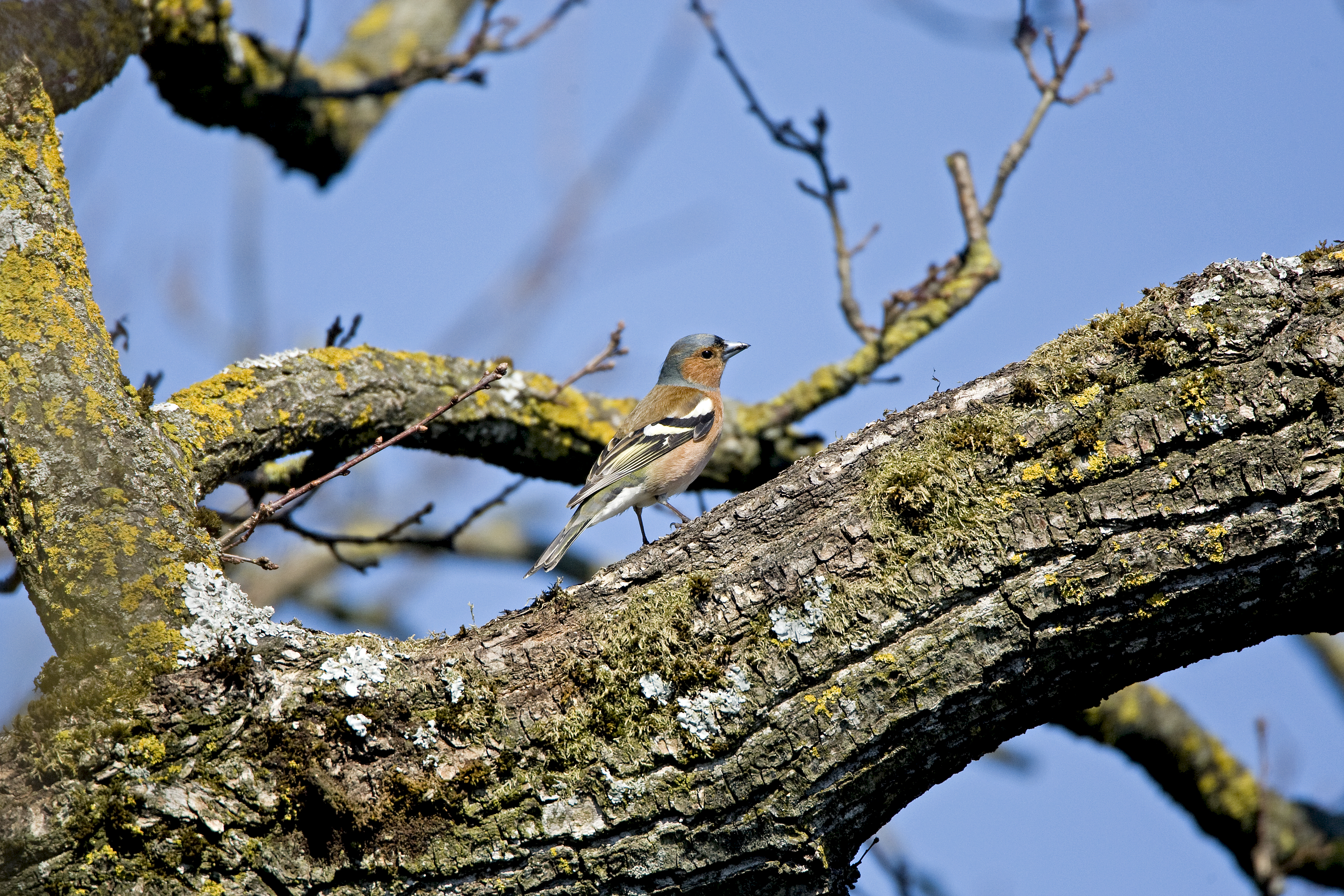 Buchfink vom Balkon aus (Merzenberg, Ruswil) fotografiert | Dominik Schmidli, Ruswil