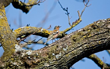 Buchfink vom Balkon aus (Merzenberg, Ruswil) fotografiert | Dominik Schmidli, Ruswil