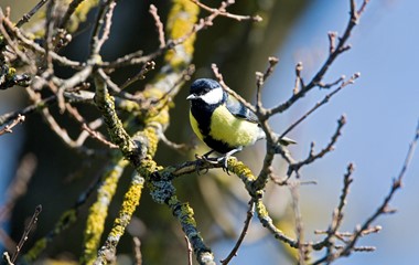 Kohlmeise vom Balkon aus (Merzenberg, Ruswil) fotografiert | Dominik Schmidli, Ruswil