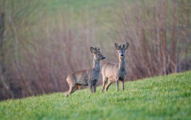 Rehböcke im Ober Säliwald, Ruswil | Dominik Schmidli, Ruswil