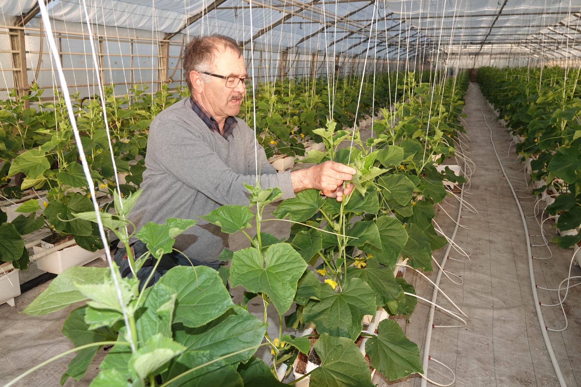 Hans Blaser hat in diesen Tagen viel zu tun, etwa bei der Pflege der jungen Gurkenpflanzen. Foto Roland Meyer