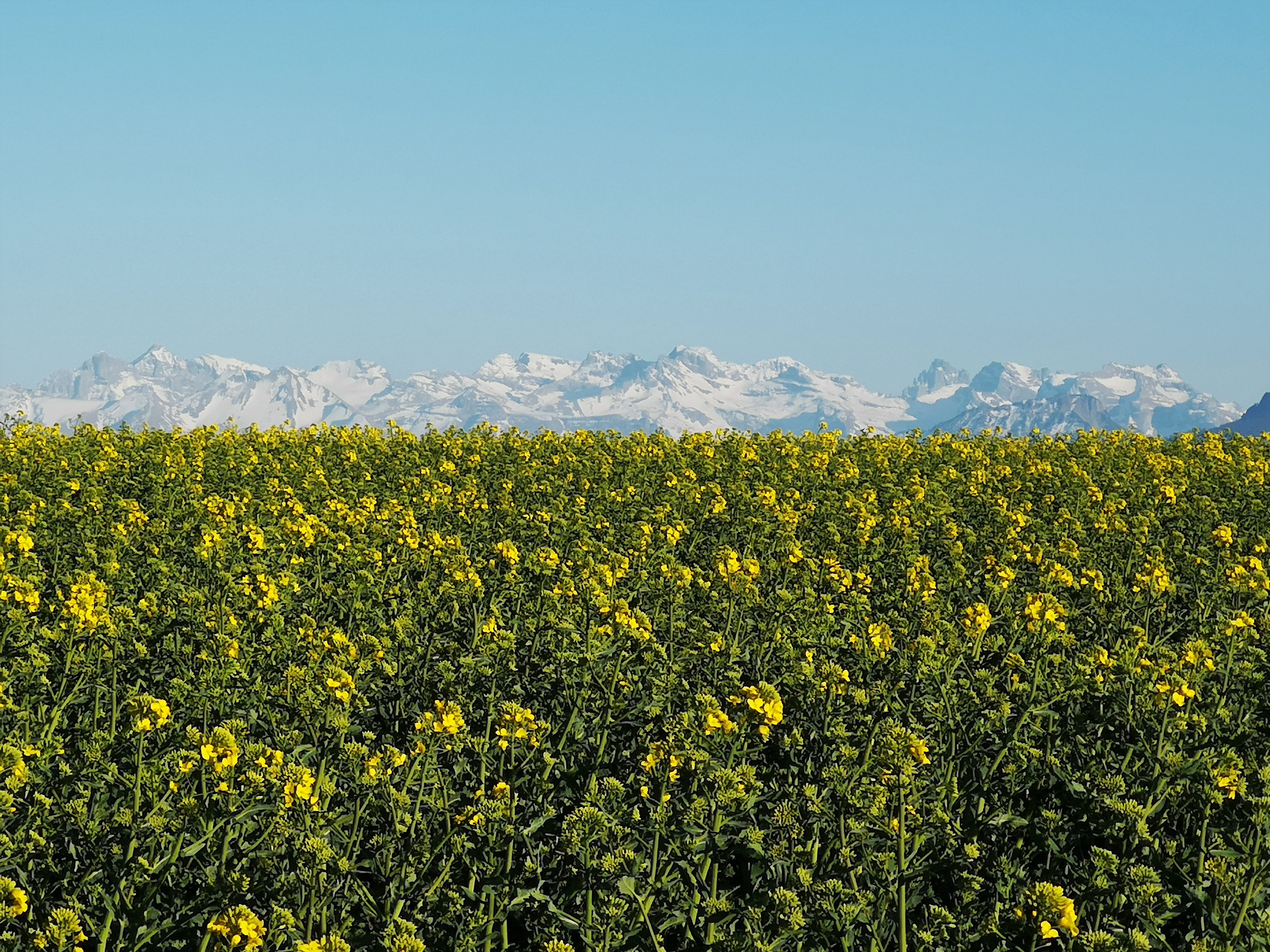 Anti-Corona-Koller: Die Urner und Obwaldner Alpen, gesehen vom Obereichig, Ruswiler Berg. | Marin Kohler, Ruswil
