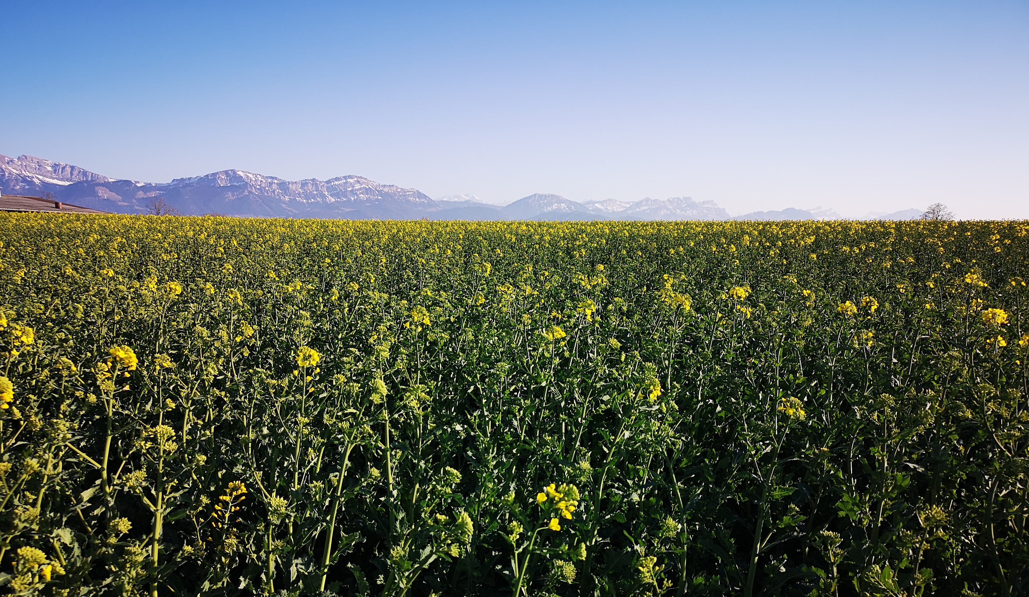 Anti-Corona-Koller: Pilatuskette mit Schrattenfluh, gesehen vom Obereichig, Ruswil. | Martin Kohler, Ruswil