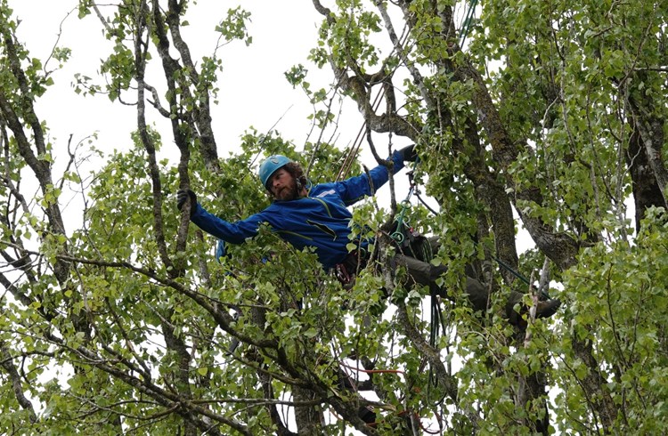 Akrobatisch bewegt sich Urs Waldispühl im Geäst des Baumes. Fotos Roland Meyer
