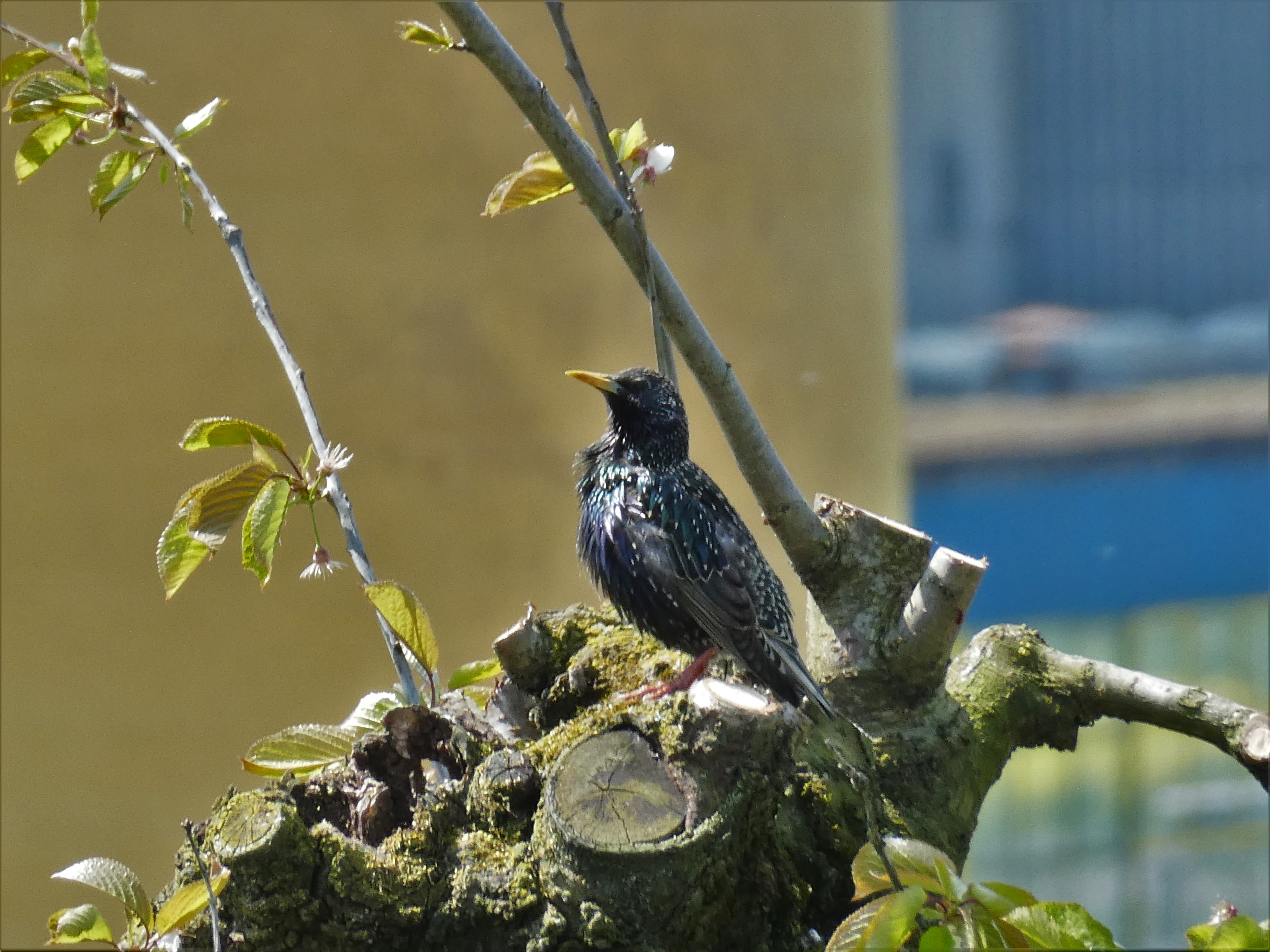 Ein Star im Fokus, fotografiert Richtung Bauernhof Rebstock, Ruswil. | Josy Steinmann, Ruswil