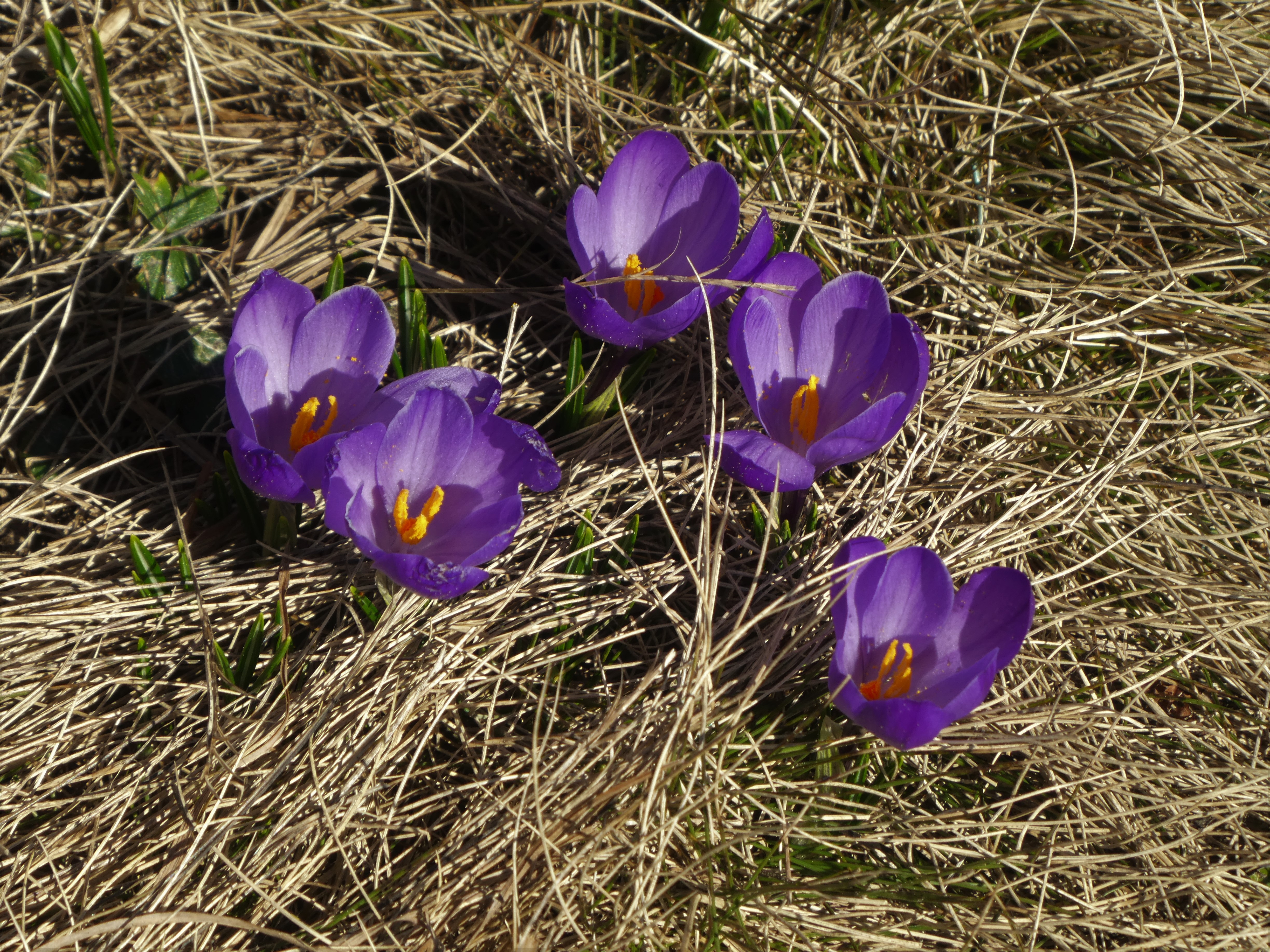 Krokusse auf dem Widderfeld | Josy Steinmann, Ruswil