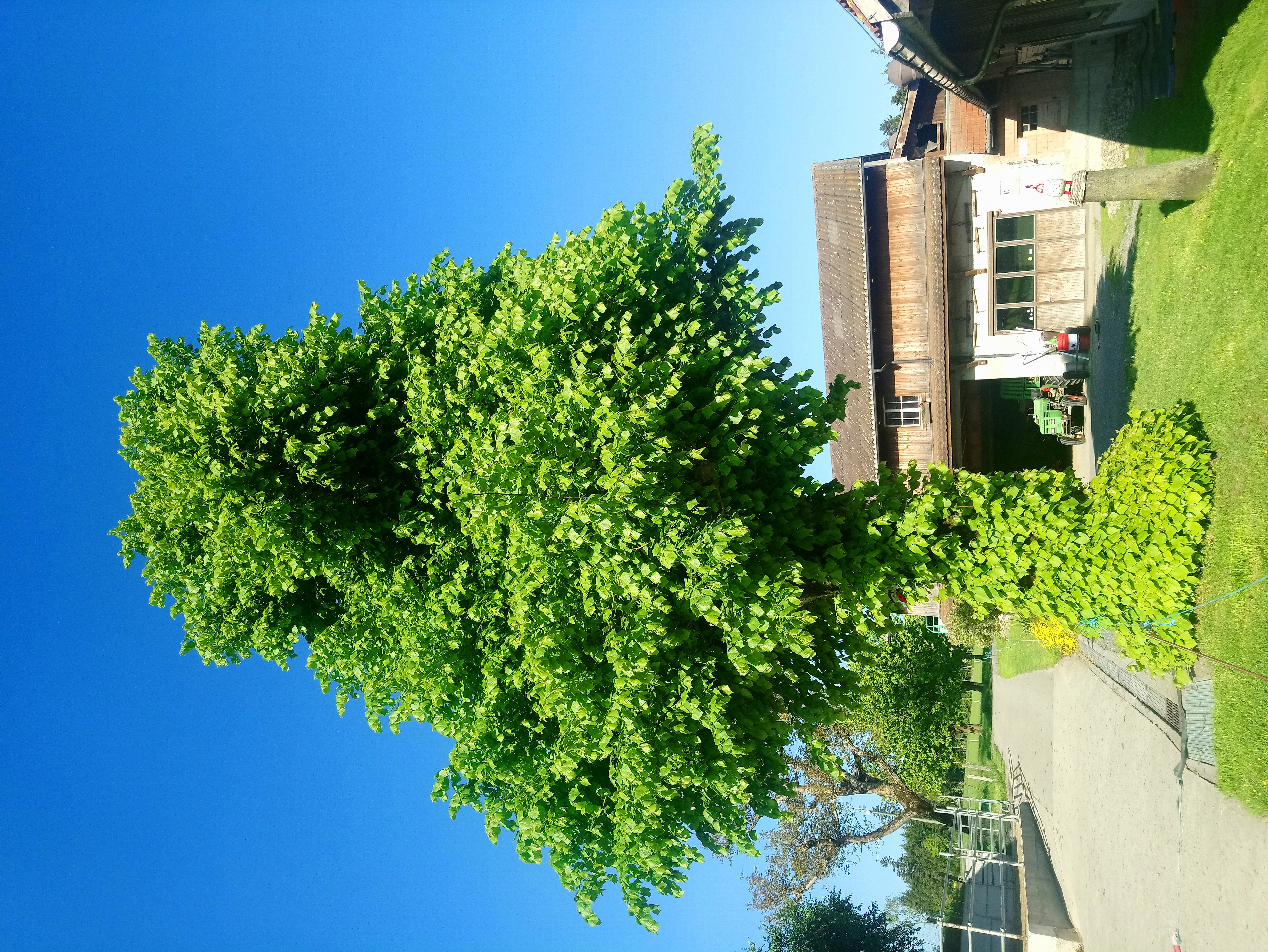 Schöngewachsenes "Beinkleid" - parat für die Eisheiligen auf dem Hof Undereichig, Ruswil.. | Dimitri Hungerbühler, Ruswil