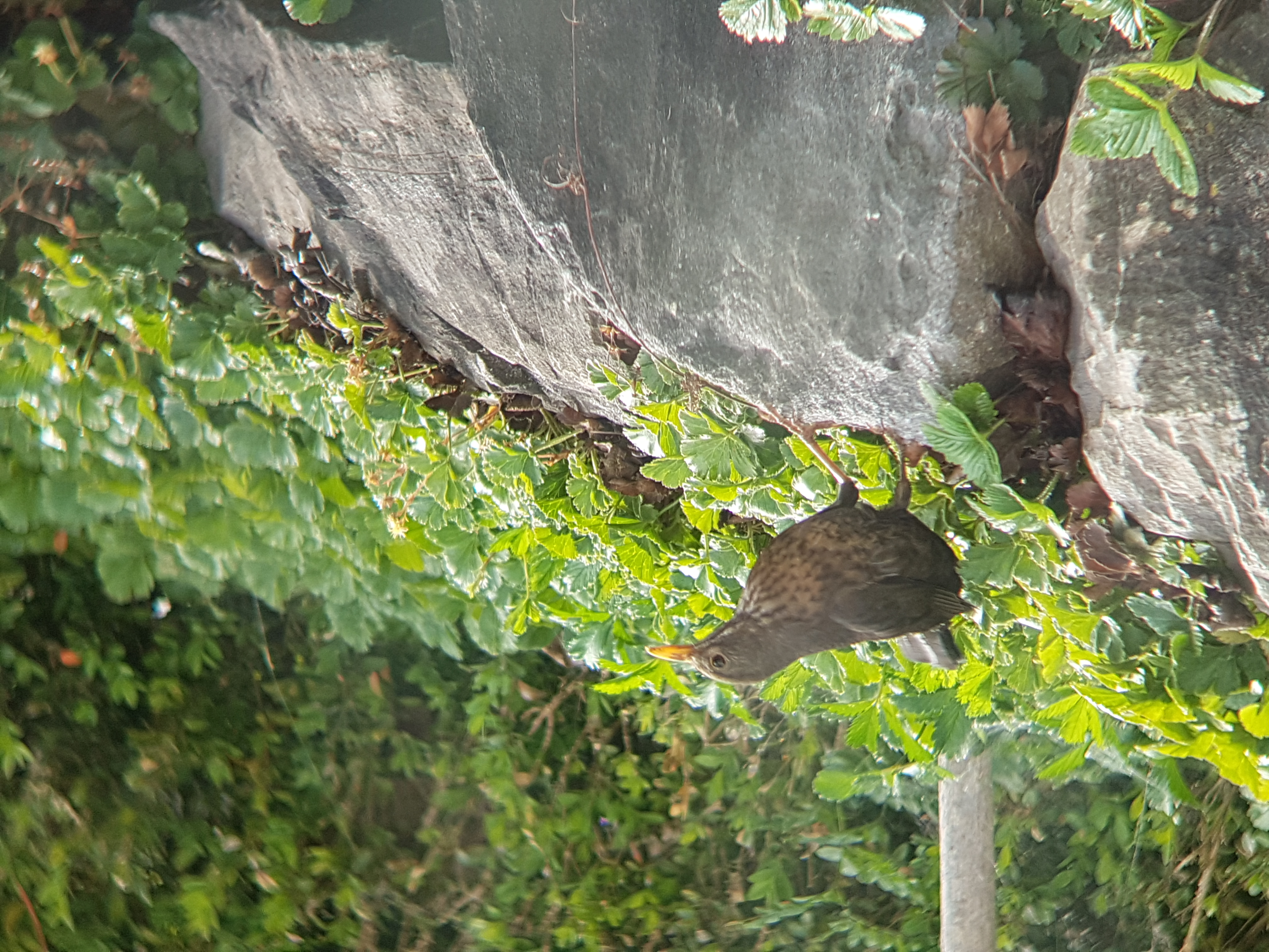 Amselweibchen durch den Feldstecher fotografiert.  | Mattia Willimann, Ruswil