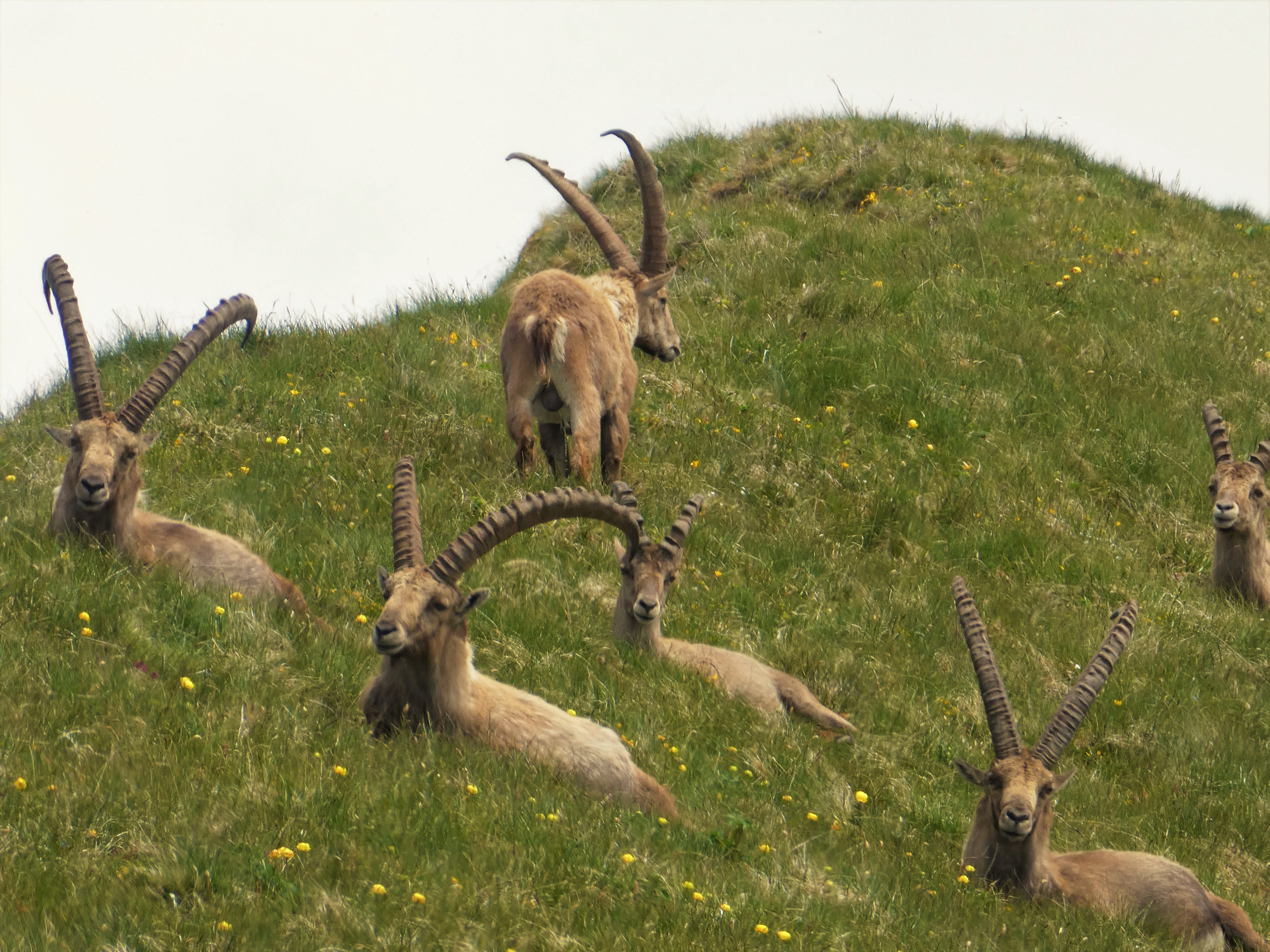 Steinböcke geniessen die Ruhe, gesehen beim Abstieg vom Brienzer Rothorn übers Lättgässli. | Josy Steinmann, Ruswil