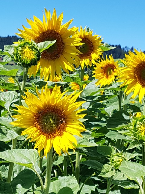 Sonnenblumen strahlen in der Sommersonne. | Toni Koller, Grosswangen