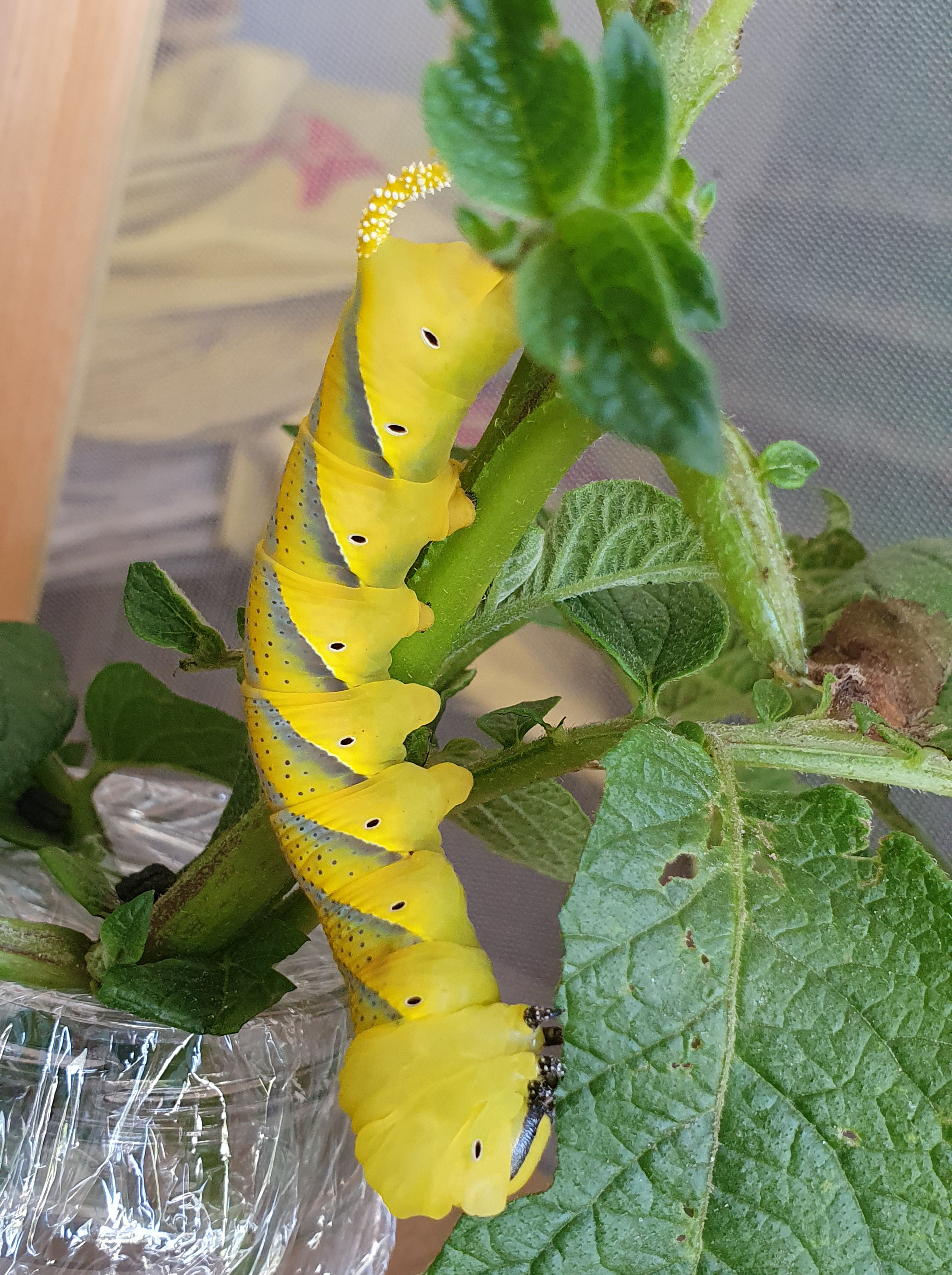 Raupe des Totenkopfschwärmers, gesehen im Garten. | Simone Bachmann, Buttisholz