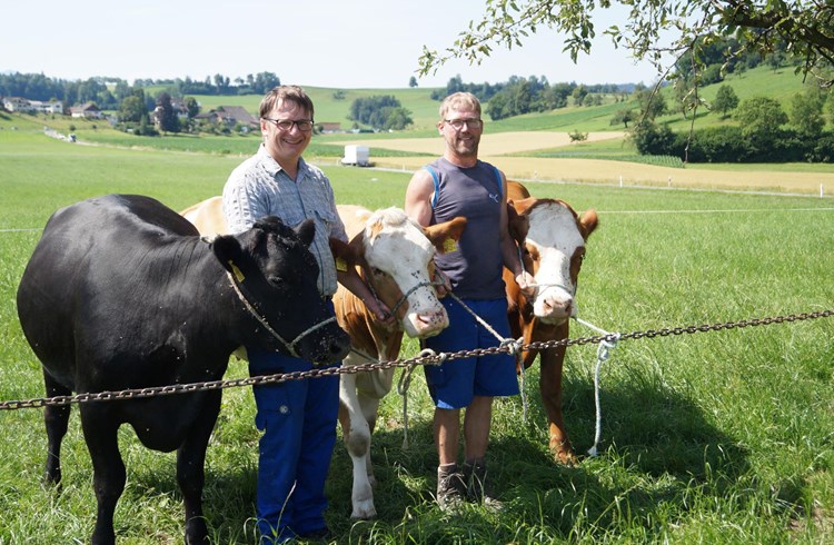 Die hochträchtigen Drillinge wechseln vom Züchter Pius Emmenegger (links) zum neuen Besitzer Philipp Renggli. Foto zVg
