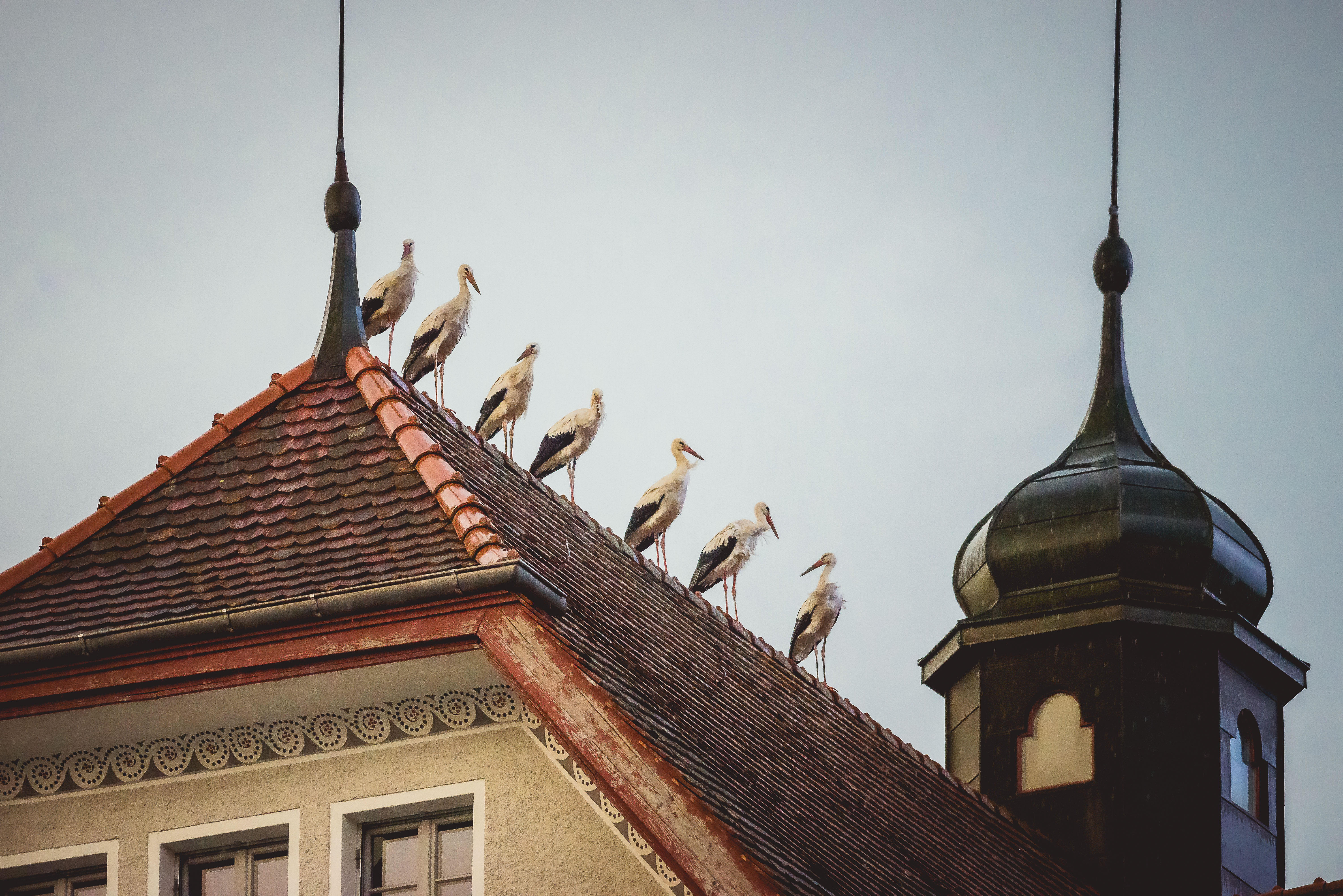 Die Störche übernachten auf dem Dach des "alten" Schulhauses in Buttisholz. | Markus Huber, Buttisholz