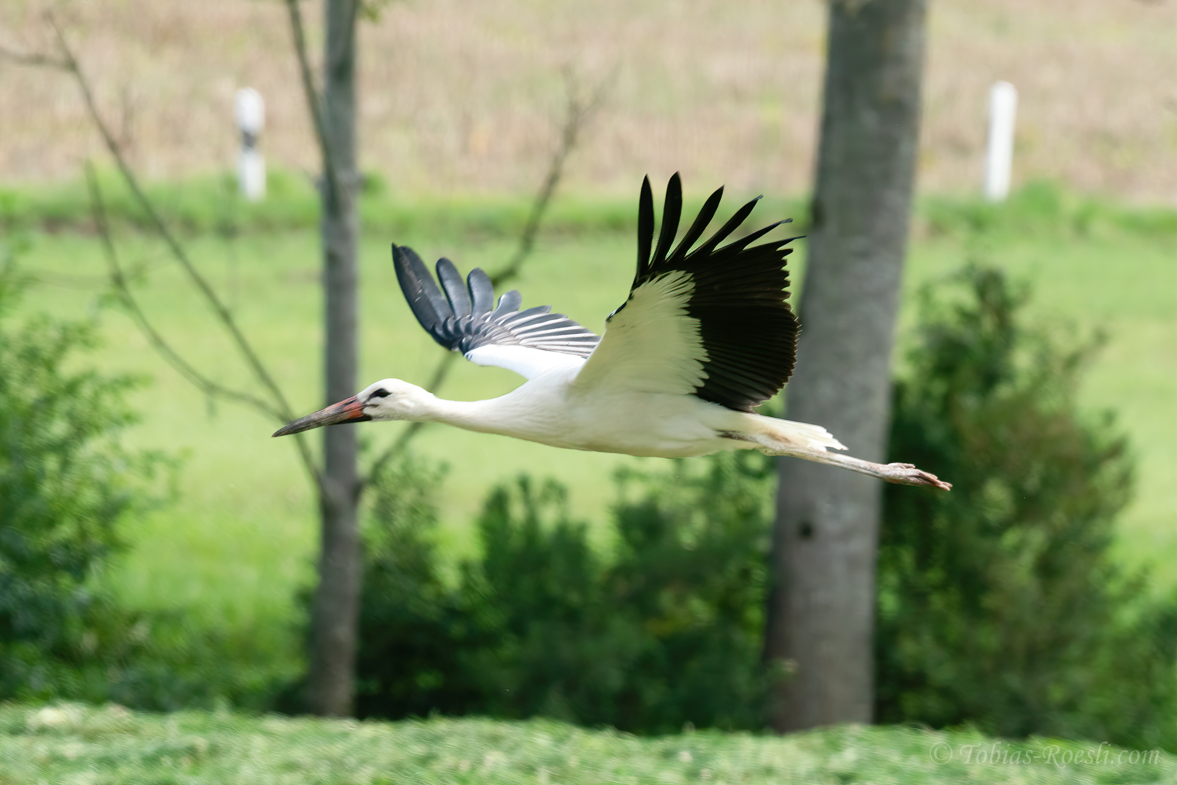 Ein Storch zwischen Ruswil und Wolhusen im Tiefflug.  | Tobias Rösli, Wolhusen
