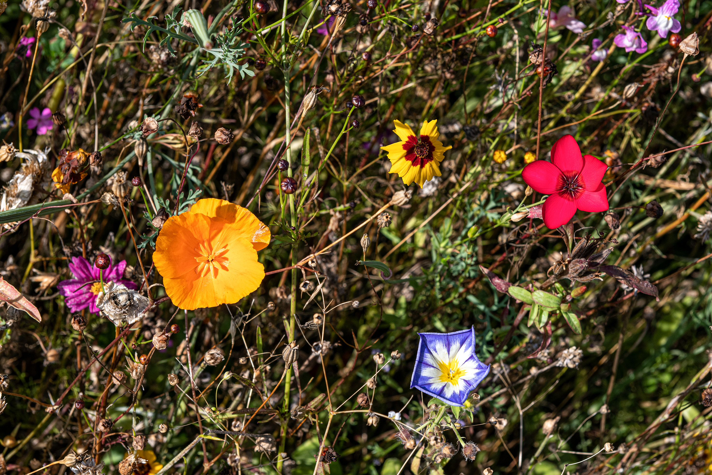 Farbenprächtige Naturwiese beim Hof Aetzleschwand auf dem Steinhuserberg. | Stefan Dubach, Ruswil