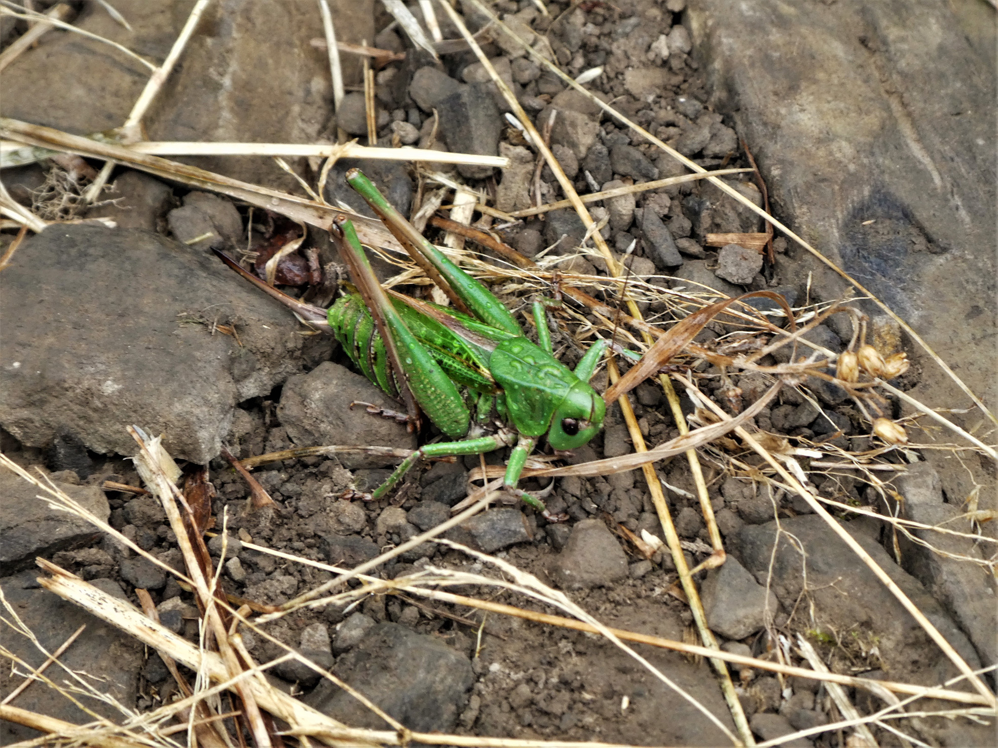 Die Heuschrecke wartet auf die ersten Regentropfen nach den warmen September-Tagen. | Josy Steinmann, Ruswil