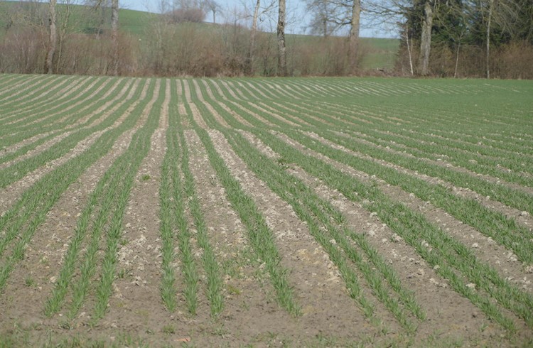 Getreide in weiter Reihe, fotografiert im März 2020 im Ankeland Ruswil. Man sieht gut, wie immer zwei Reihen dazwischen ungesät blieben. Foto zVg