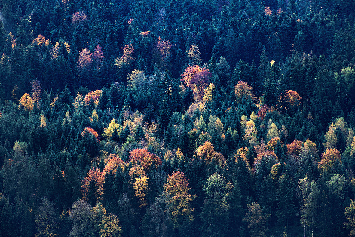 Bunte Herbstfarben im Schächbeler Wald | Stefan Dubach, Ruswil