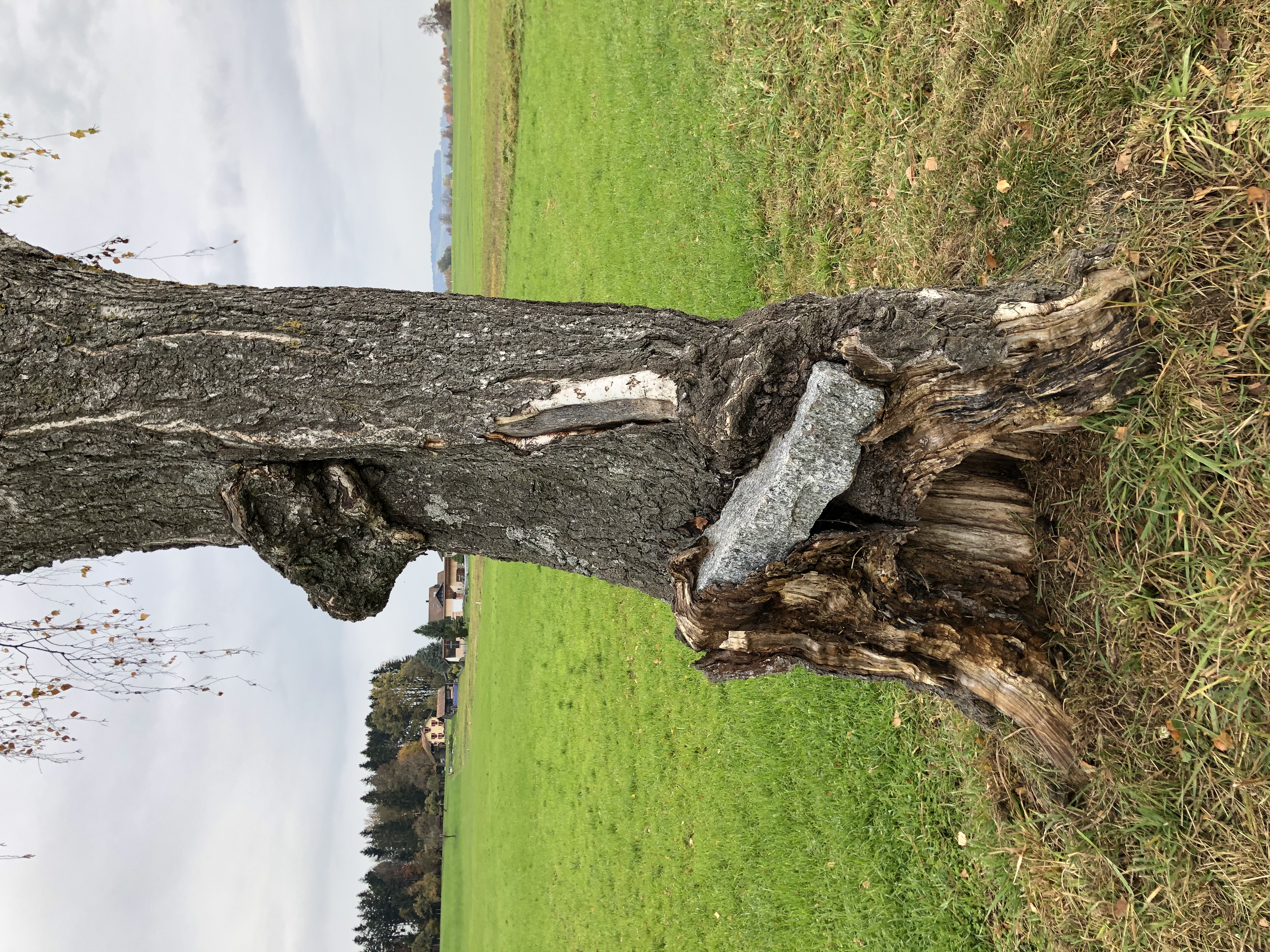 So geht die Birke im Rüediswiler Moos mit Steinen um, die ihr in den Weg gelegt werden. Sie umarmt sie, und entwickelt sich weiter... | Rita Jung und Andrea Keller