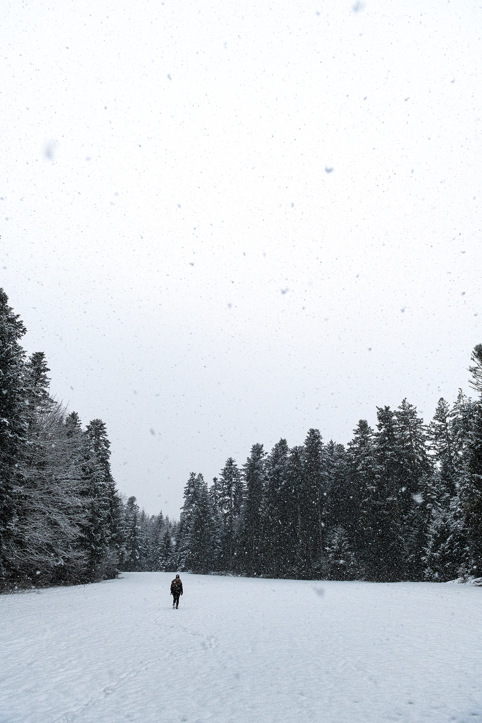 Querfeldein im Schneetreiben! | Stefan Dubach, Ruswil