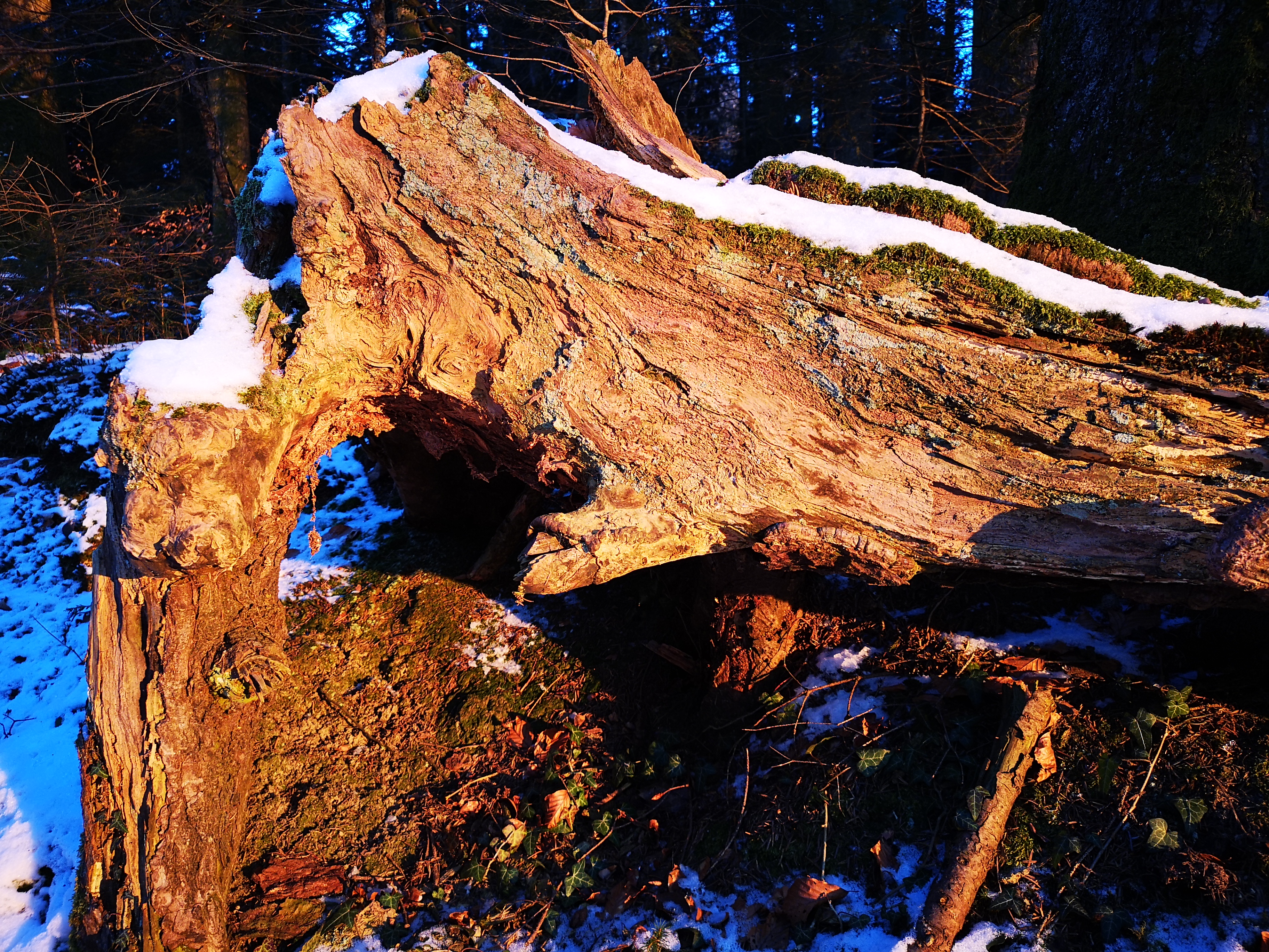 Baumstrunk im Rüediswiler Wald. | Martin Kohler, Ruswil