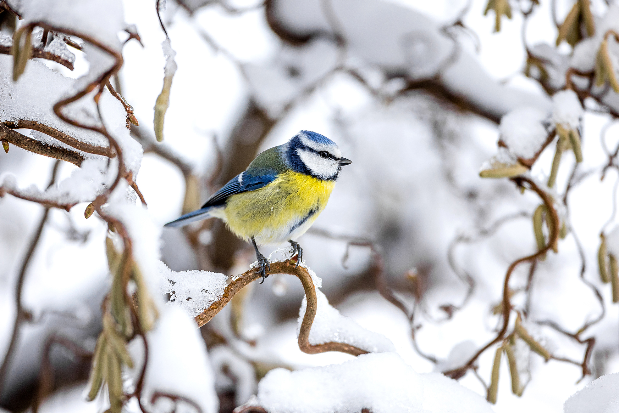 Blaumeise in winterlicher Umgebung.  | Dominik Schmidli, Ruswil