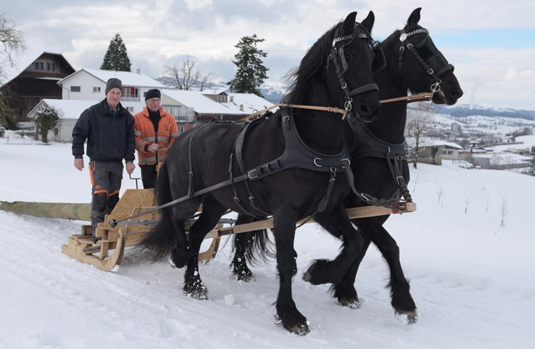 Bringen mit dem Zweiergespann und selbstgebautem Holzschlitten einige Holzstämme aus dem Deckenhonigwald: Knecht Tony Krieger (links) und Fuhrmann Werner Portmann auf dem schneebedeckten Weg. Foto Michael Wyss