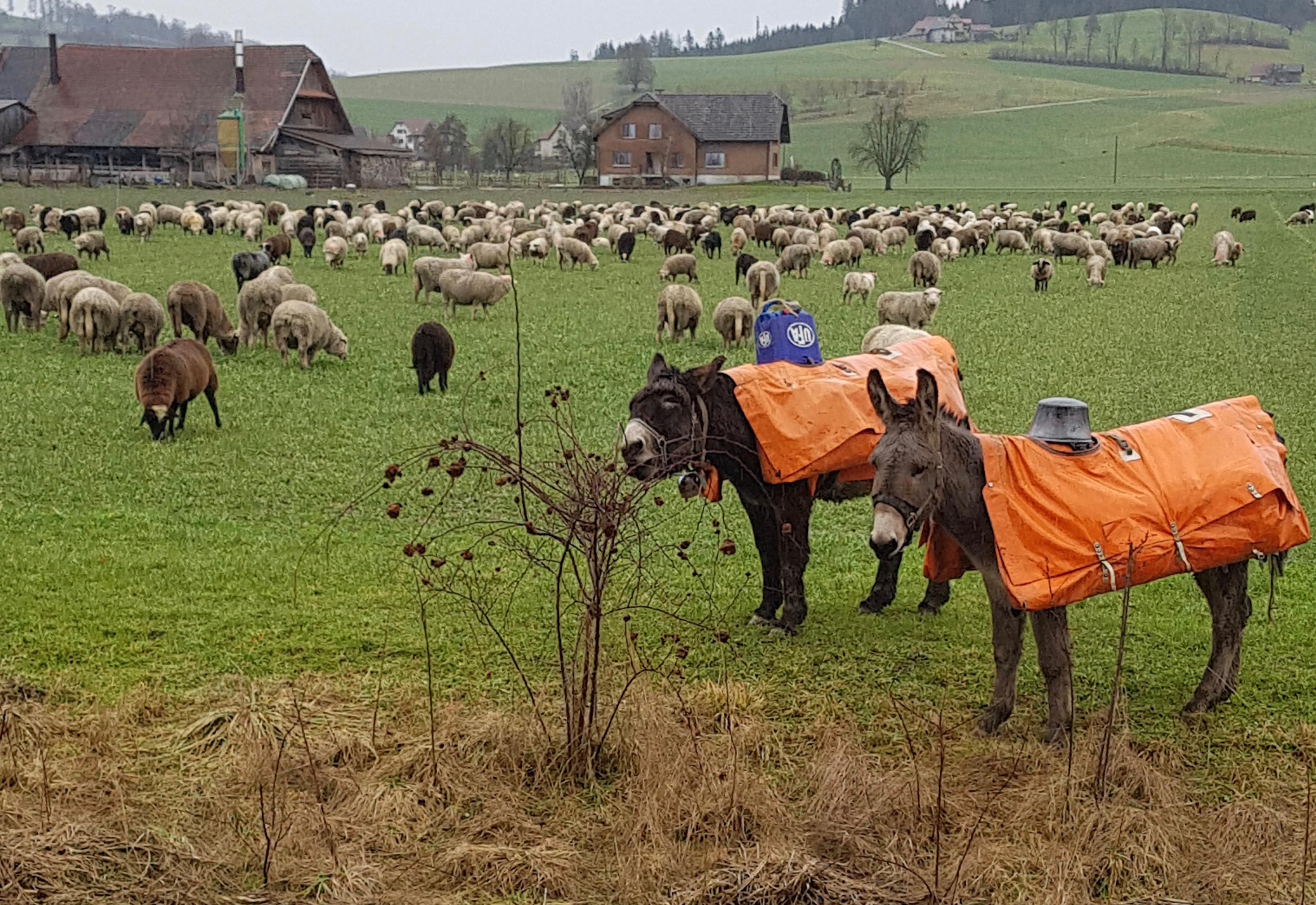 Endlich nach dem grossen Schneefall, können die 800 Schafe wieder das grüne Gras schmackhaft geniessen. Aufgenommen am 30. Januar 2021 um 10.20 Uhr im «Charehüsli» Grosswangen. | Emilie Koller, Grosswangen 