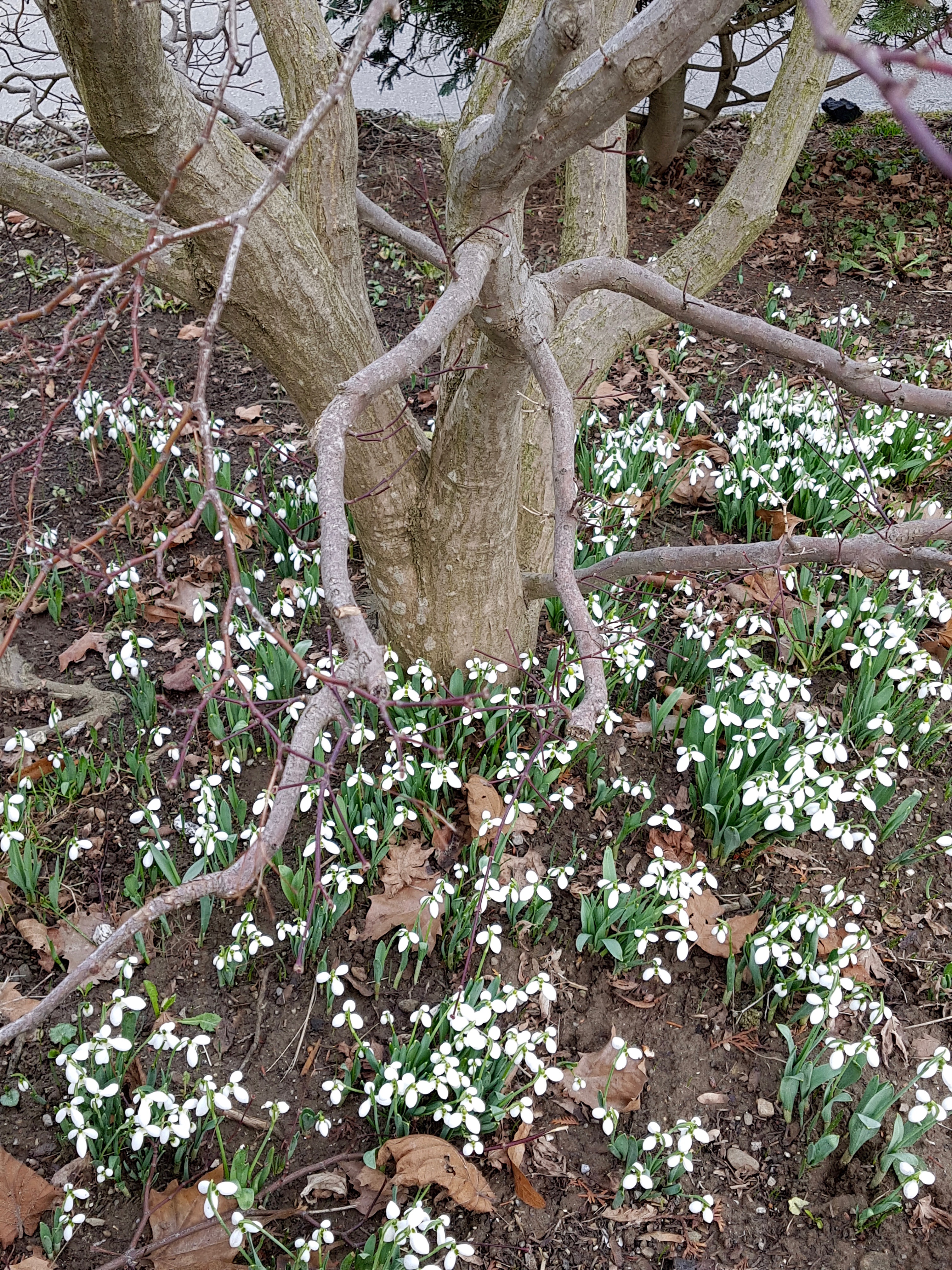 Die Schneeglöcklein, die ersten Vorboten des Frühlings, so wunderbar. Die Aufnahme wurde beim Spaziergang am Freitag, 5. Februar 2021, gemacht.  | Foto Emilie Koller, Grosswangen 