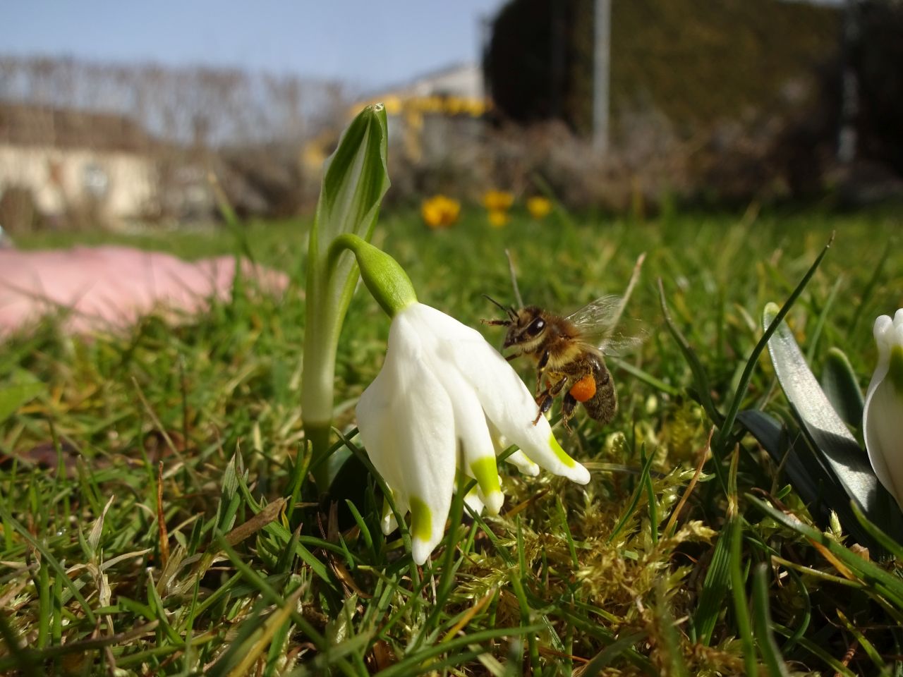  Honigbiene beim Anflug auf einen «Märzenbecher».  | Urs Amrein, Ruswil 
