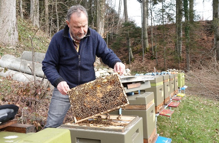 Mit diesem Bienenvolk auf der Goldschrüti ist Imker Marcel Andreina sehr zufrieden. Foto Roland Meyer