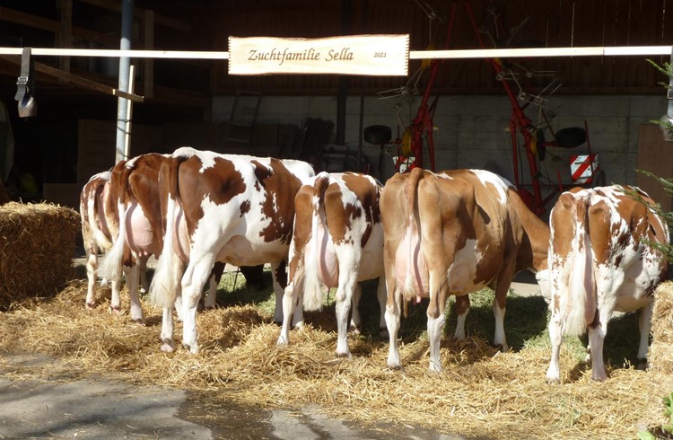Die Zuchtfamilie der Stammkuh Sella wurde in die höchste Stärkeklasse für Milchvieh eingeteilt. Foto Marlis Roos Willi
