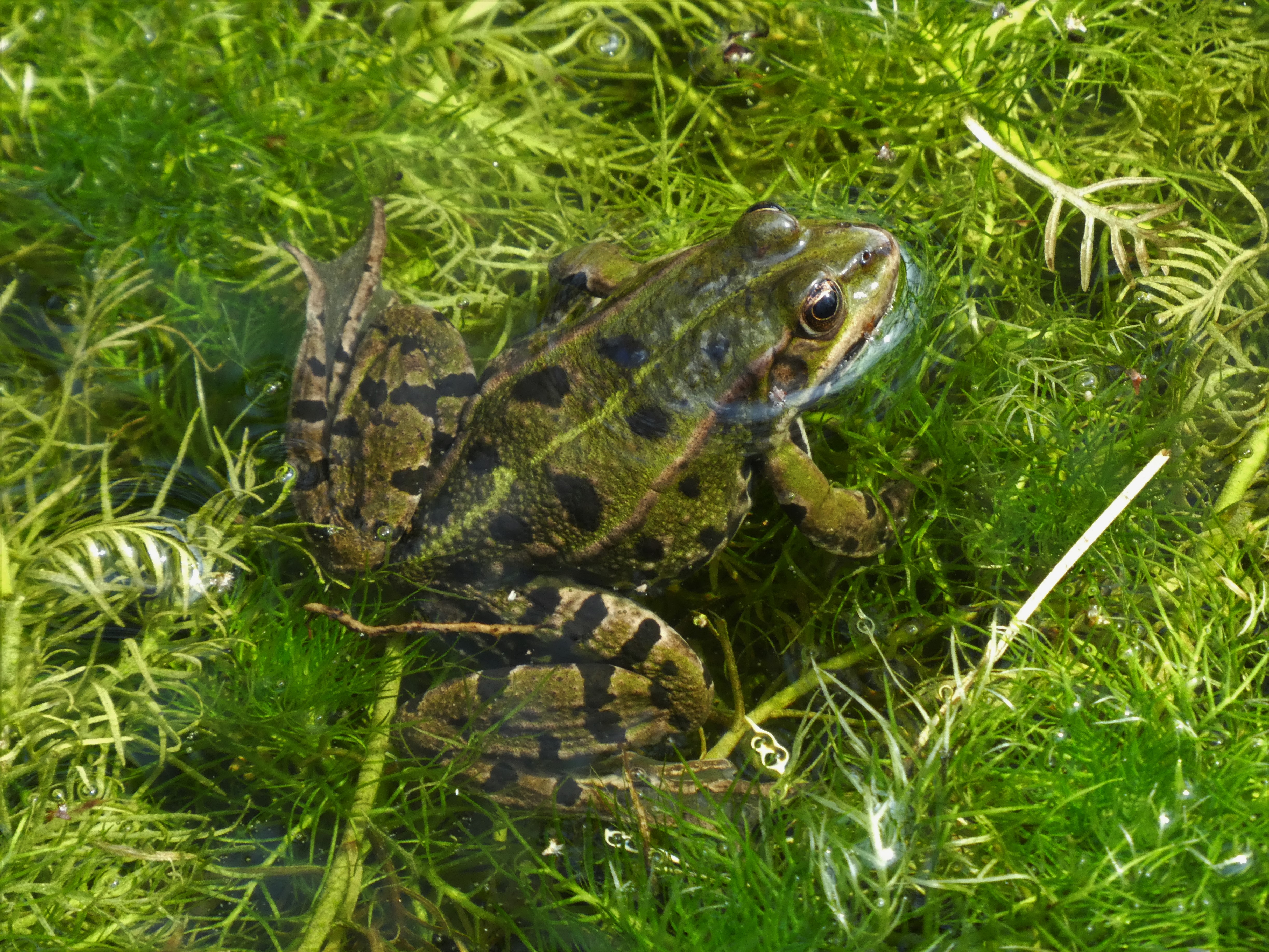 Die Leserin hat den Frosch im Hetzligen Weiher in Buttisholz beobachtet. | Josy Steinmann, Ruswil