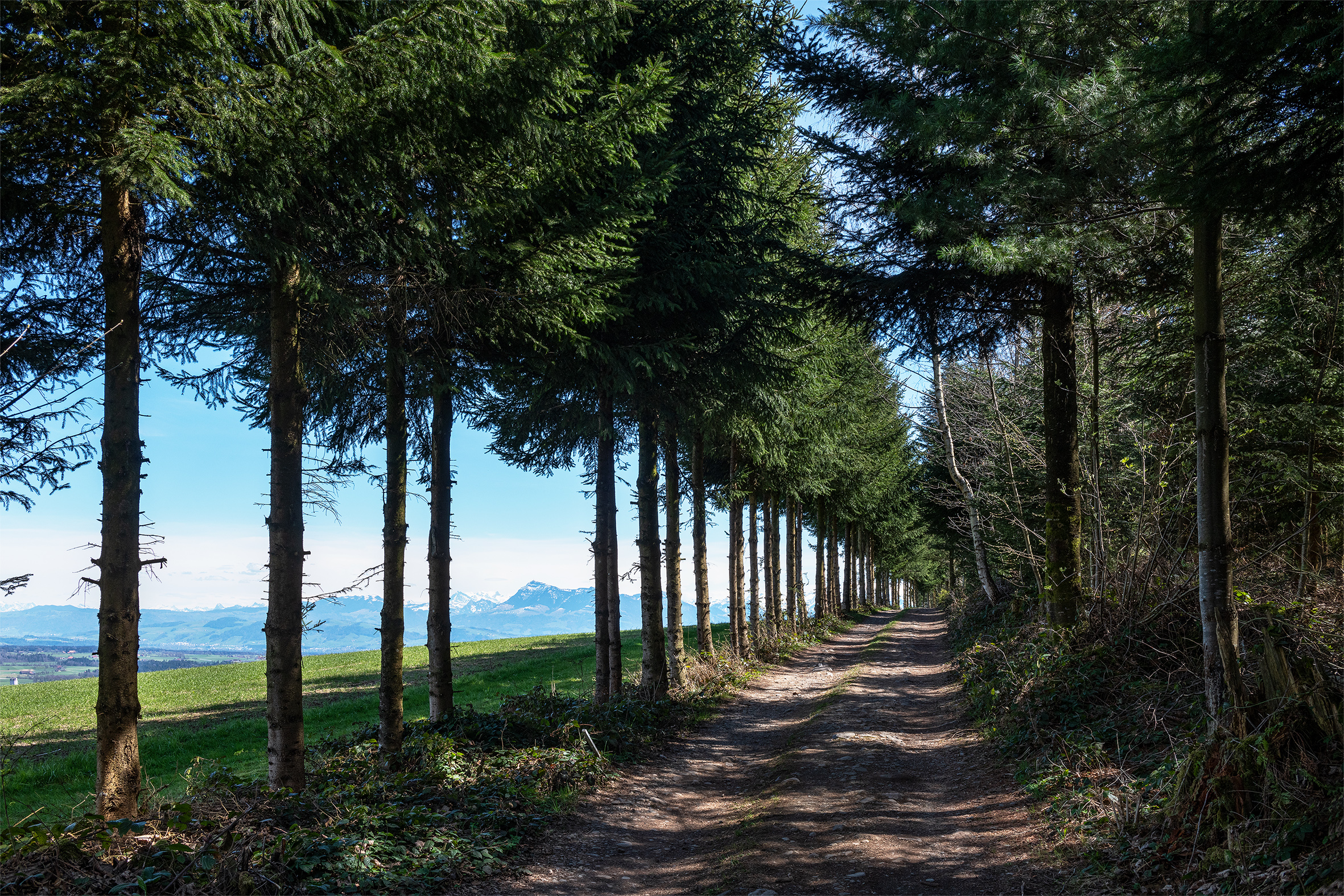 Frühlingsspaziergang im Unteren Säliwald (Ruswil), beim Höllhubel mit Sicht auf die Rigi. | Stefan Dubach, Ruswil