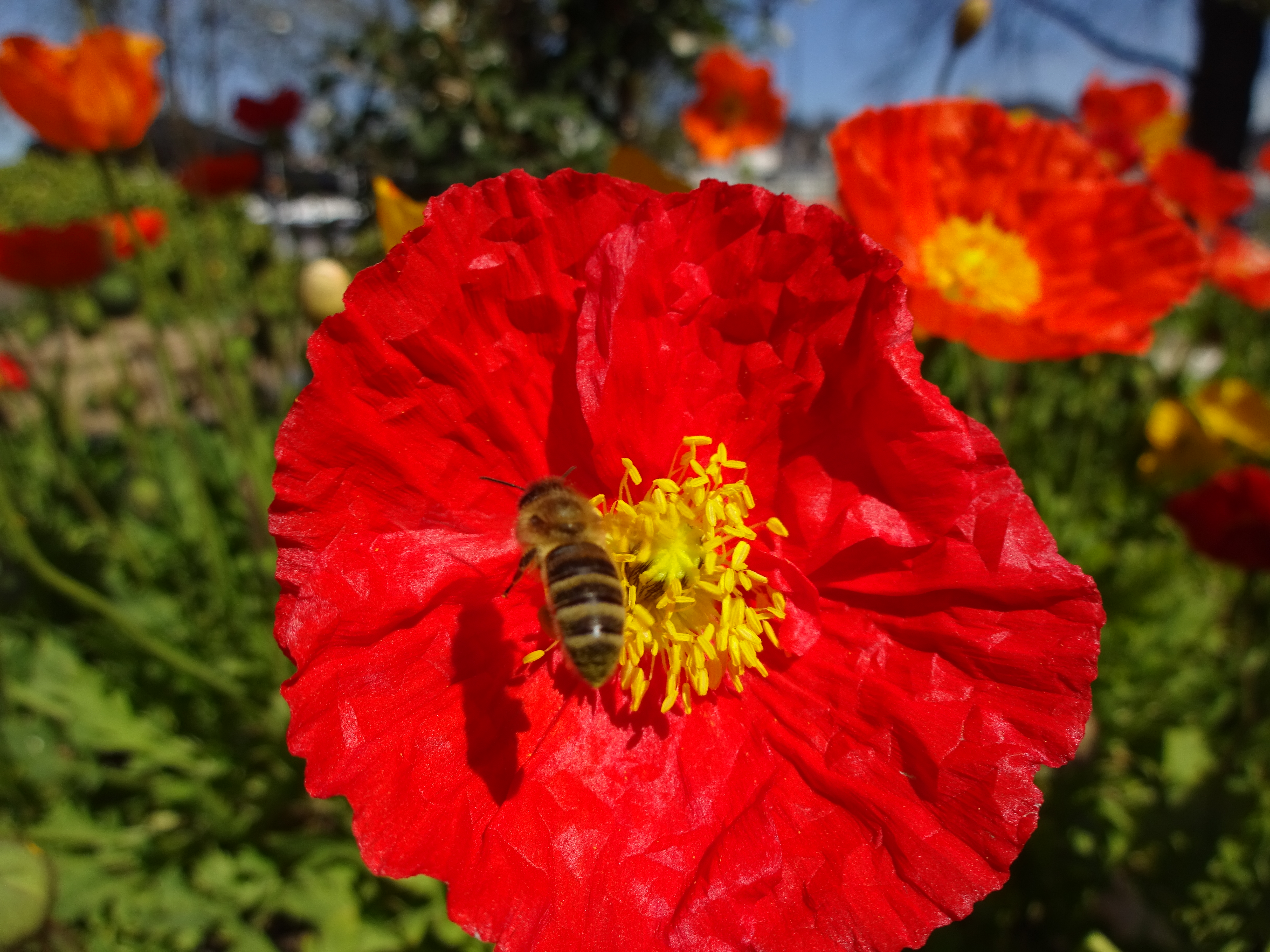 Eine Biene im Anflug auf eine gezüchtete Mohnblume. | Urs Amrein, Ruswil