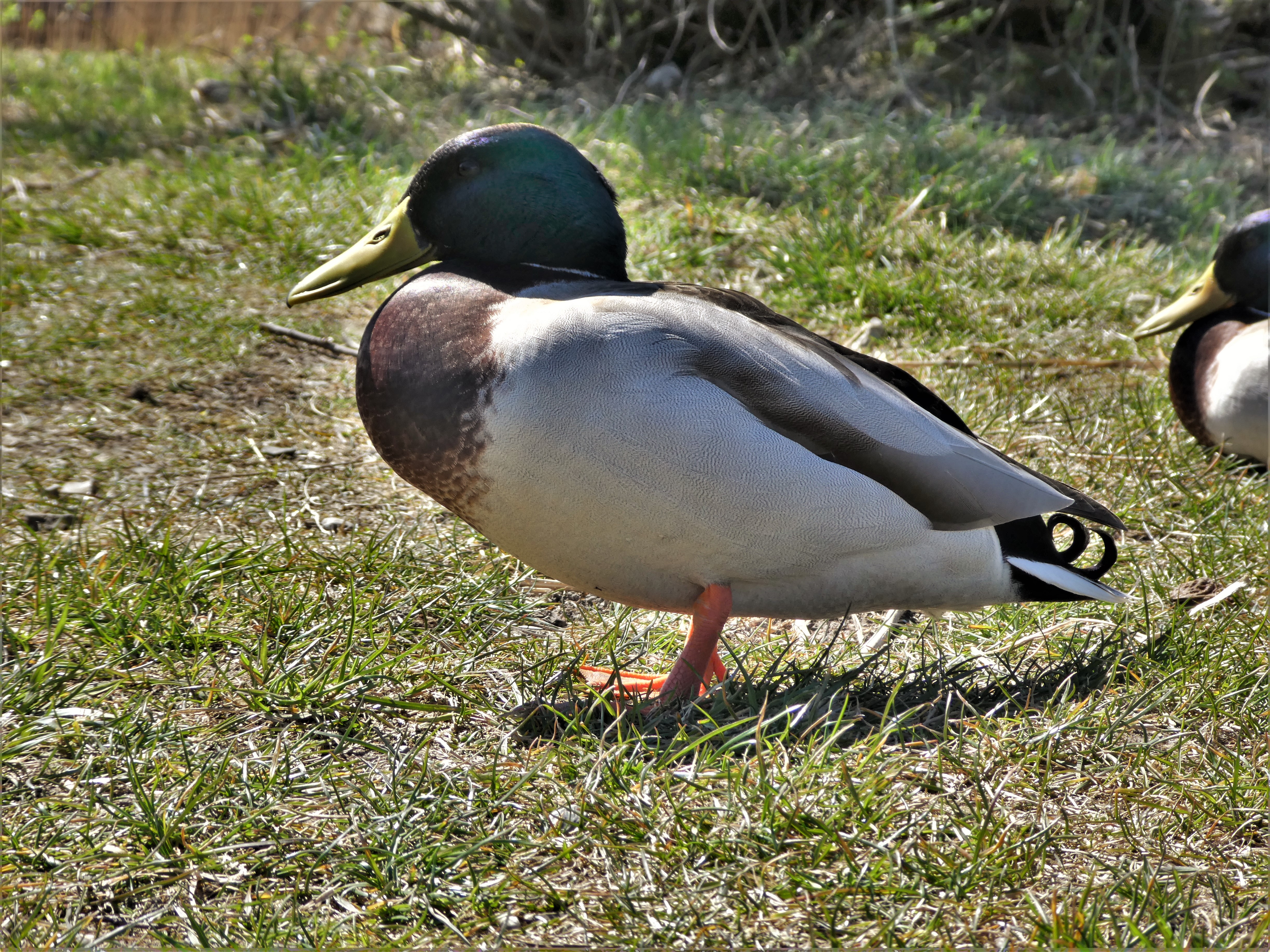 Stockenten-Männchen geniesst die Sonne am Urnersee. | Josy Steinmann, Ruswil