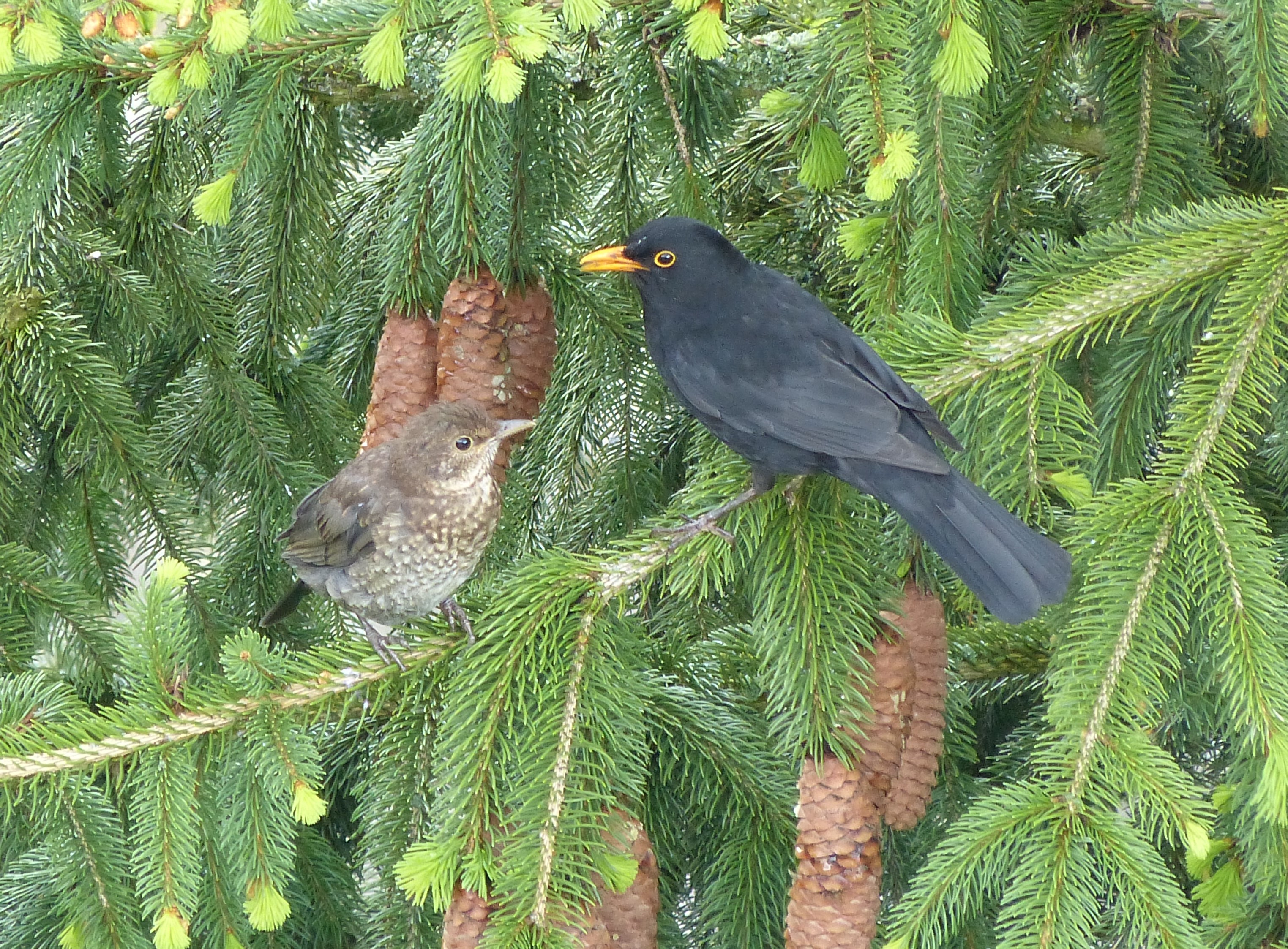 Hier sind Jung und Alt zusammen! | Josef Lustenberger, Wolhusen