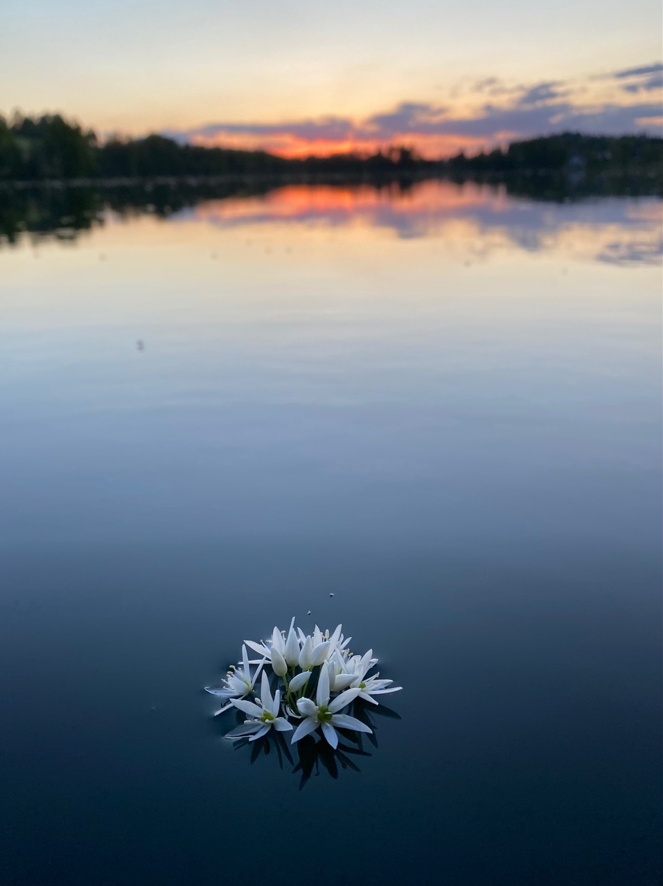 Blüten im Fokus. | Renate Mueller, Ruswil