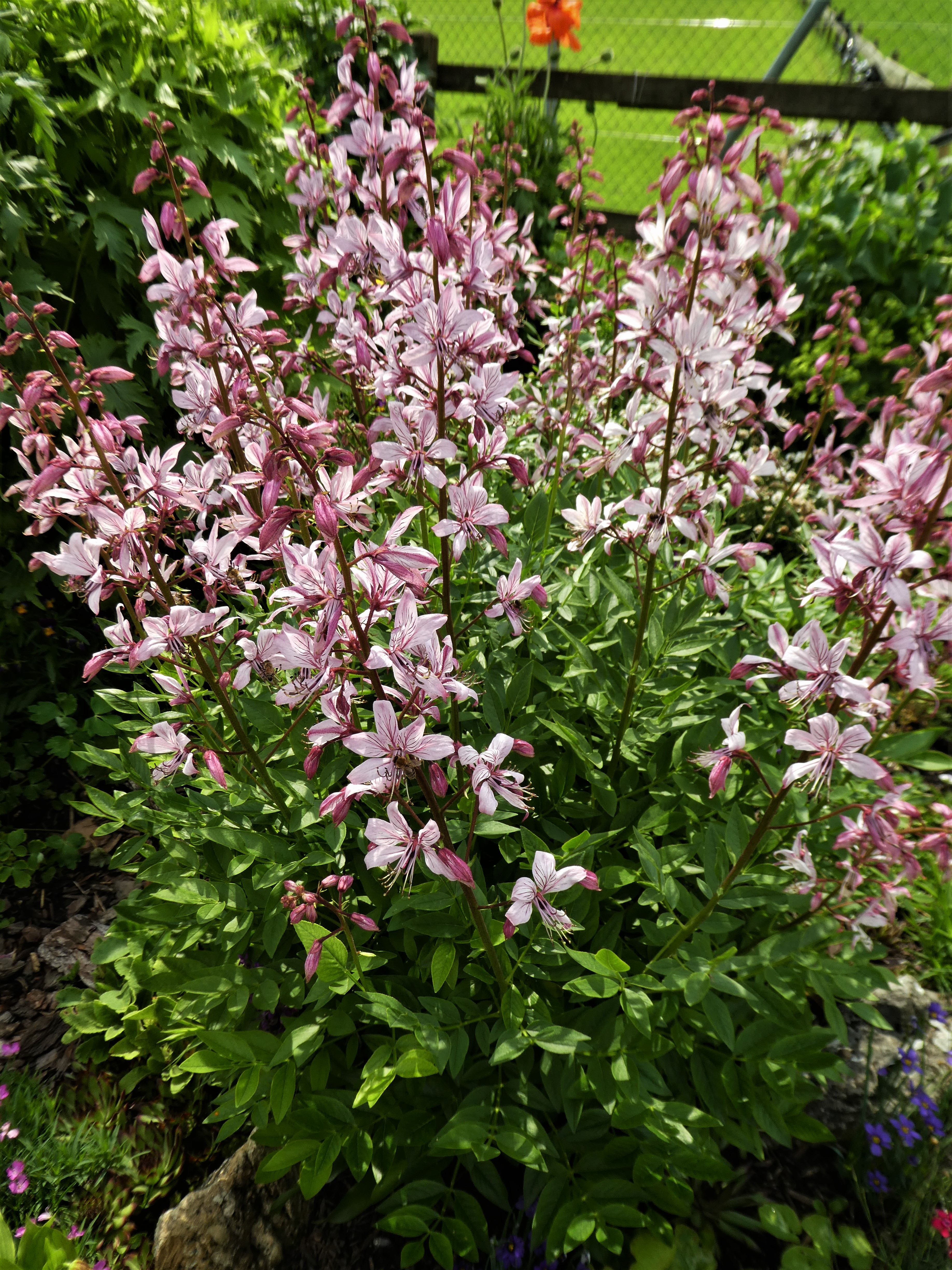 Flammender Busch (Diptam) aus dem Blumengarten von Lydia Glanzmann, Wolhuserstrasse 19, Ruswil. | Josy Steinmann, Ruswil