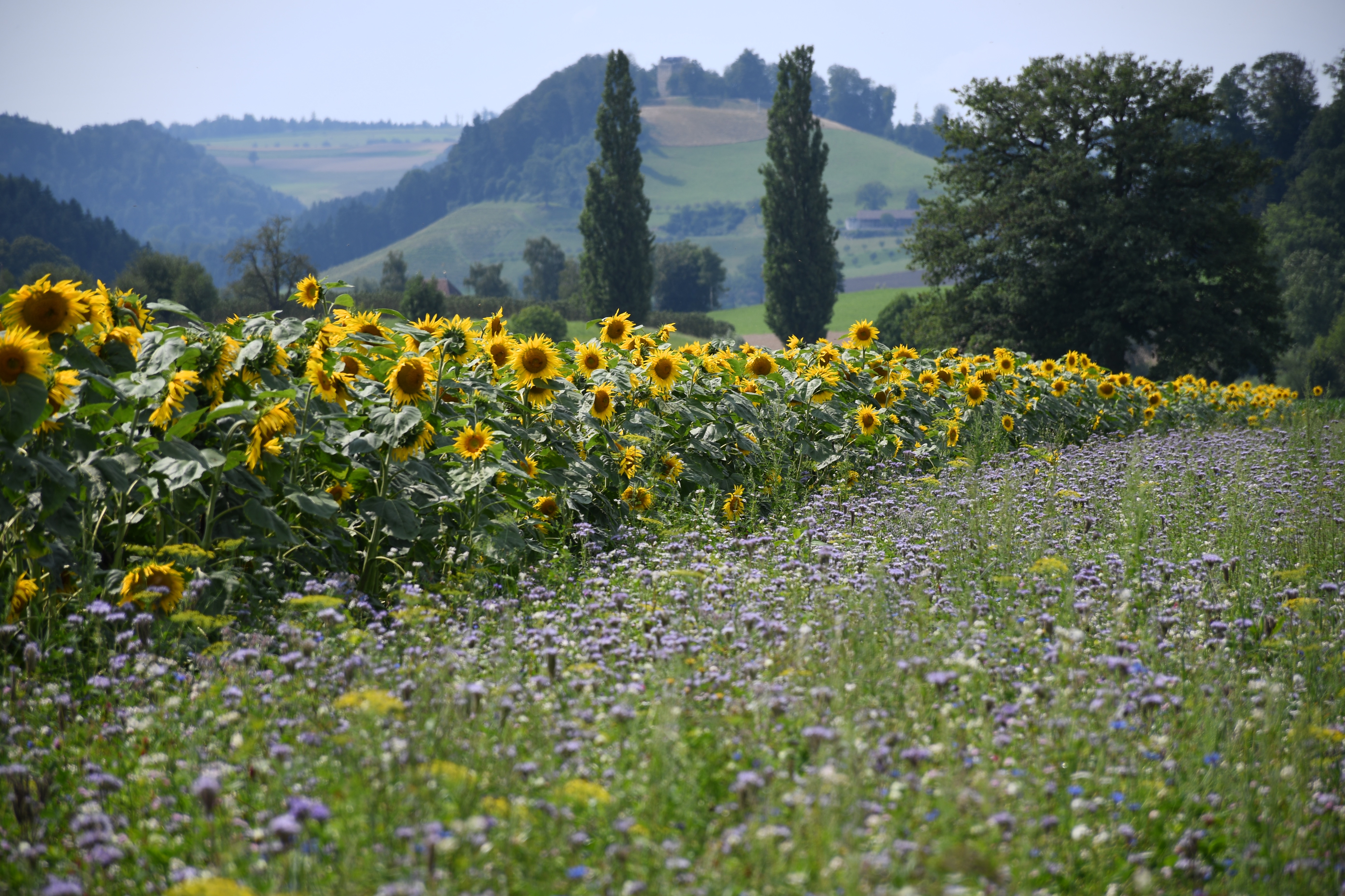 Naturblumen mit Sonnenblumenfeld, was für ein Ausblick Richtung Burgruine Chastelen, Alberswil. | Toni Koller, Grosswangen
