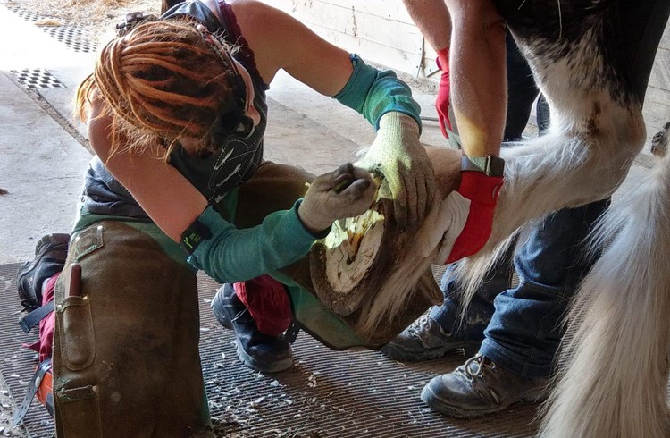 Huforthopädin Simone Keller beim Ausschneiden eines Pferde-Vorderhufs. Foto Josef Stirnimann-Maurer