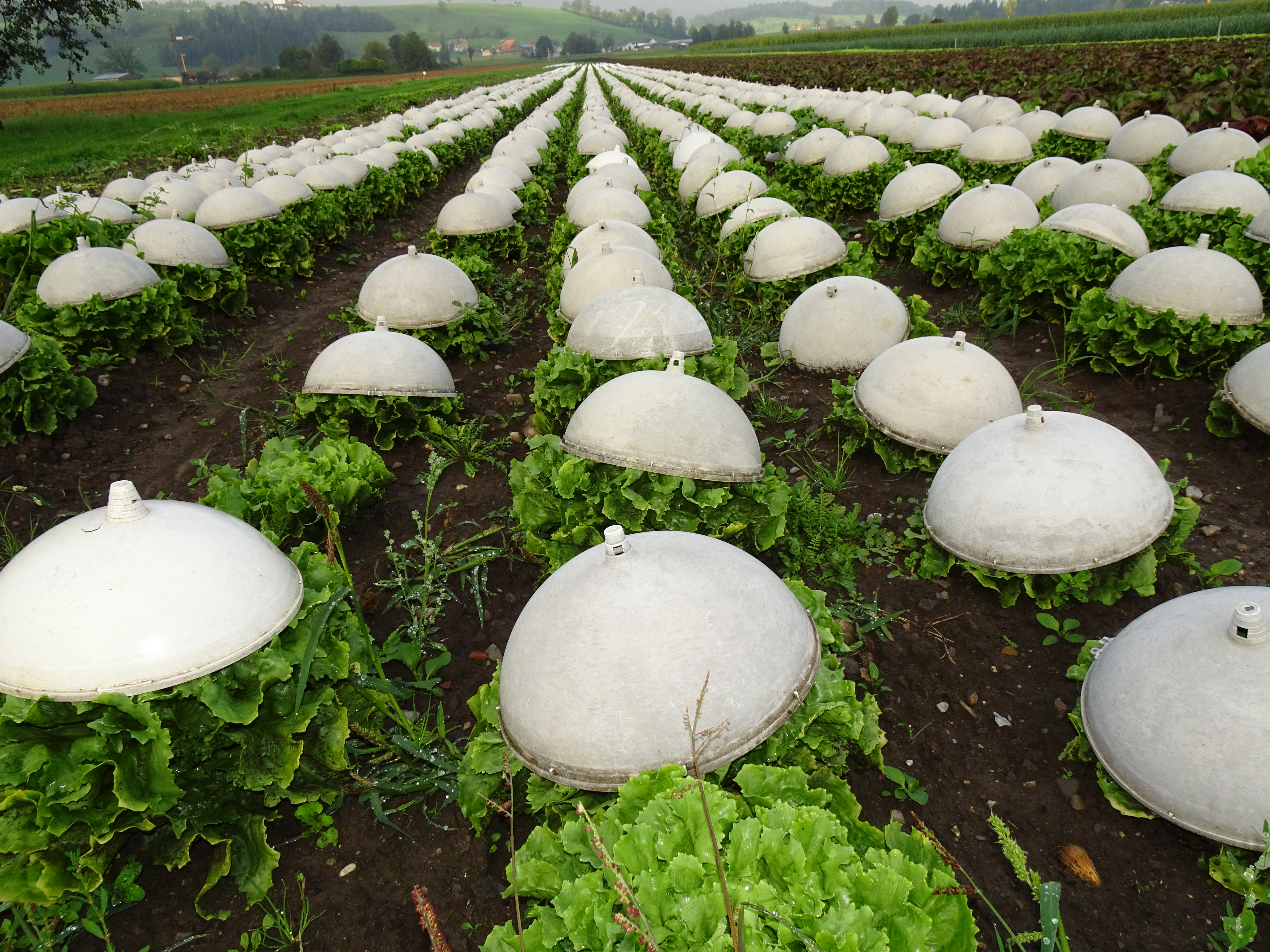 Salat-"Armee" mit Schutzhelmen von dem Bauernhaus Feldmättli, Ruswil.  | Urs Amrein, Ruswil