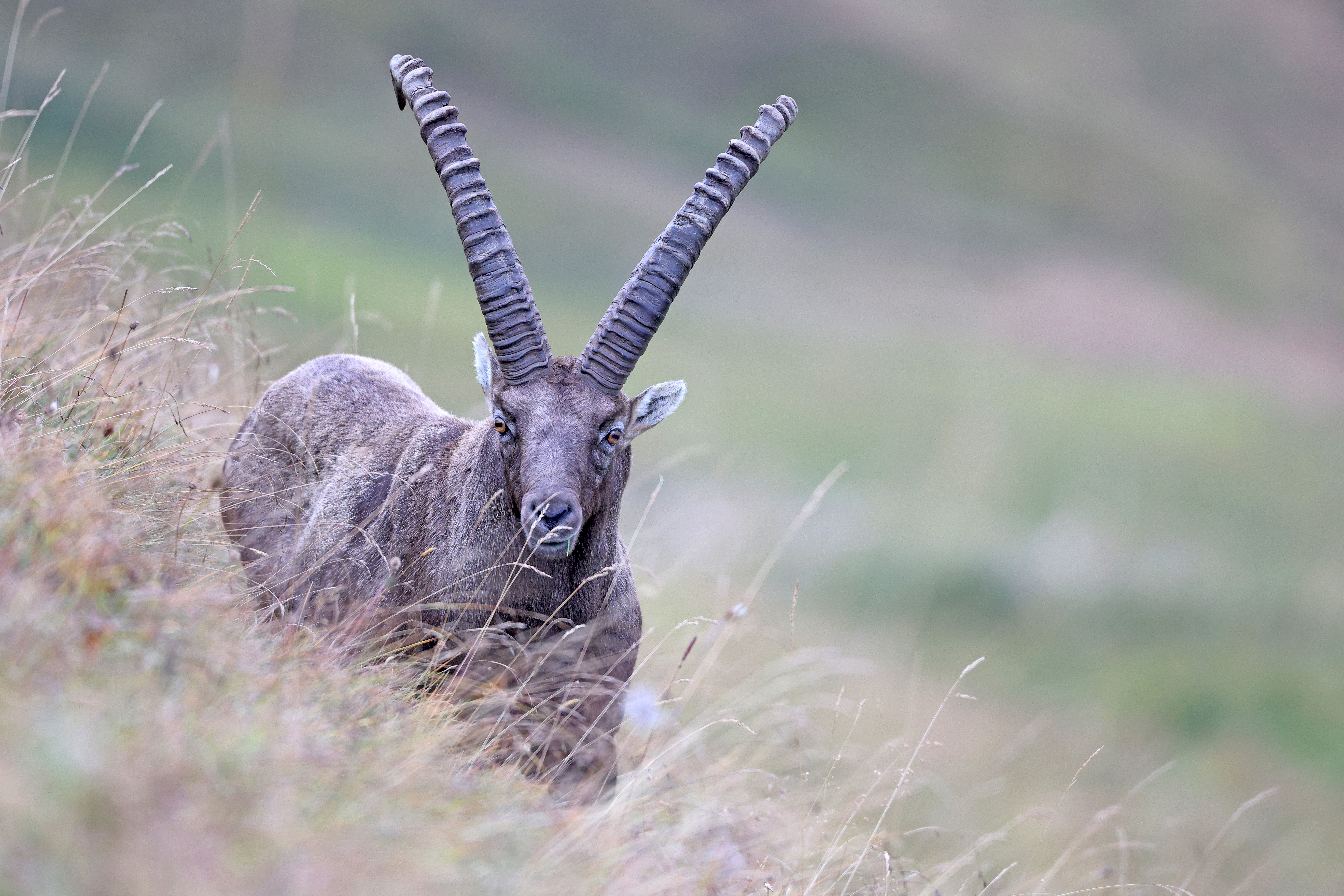   Auf dem Weg vom Salwideli auf das Tannhorn führte die Wanderung auch über den Brienzergrat, wo Dominik Schmidli einen Steinbock fotografieren konnte. | Dominik Schmidli 