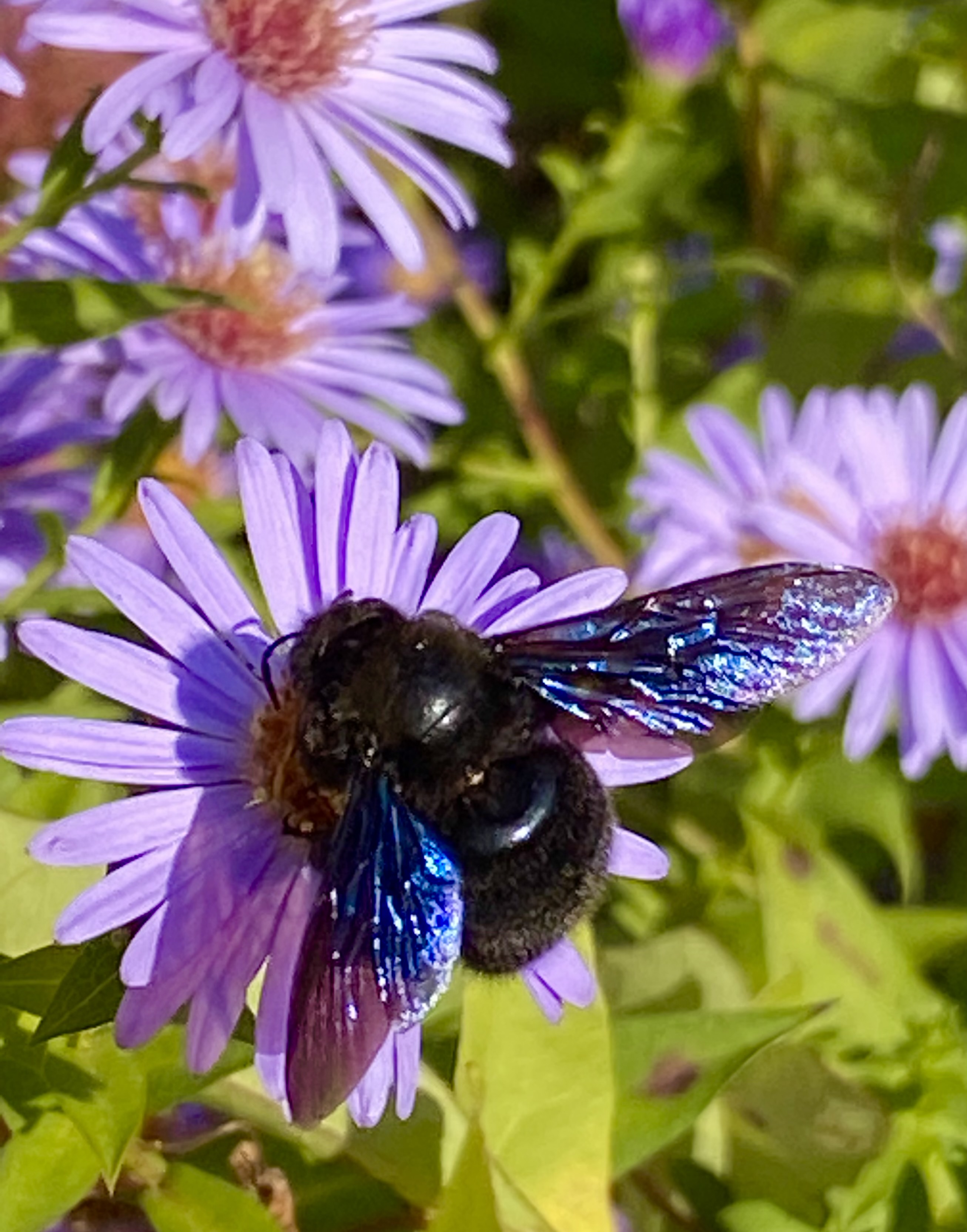  Am letzten Sonntag fotografierte Pius Limacher eine seltene Holzbiene in seinem Garten in Buttisholz.  | Pius Limacher 