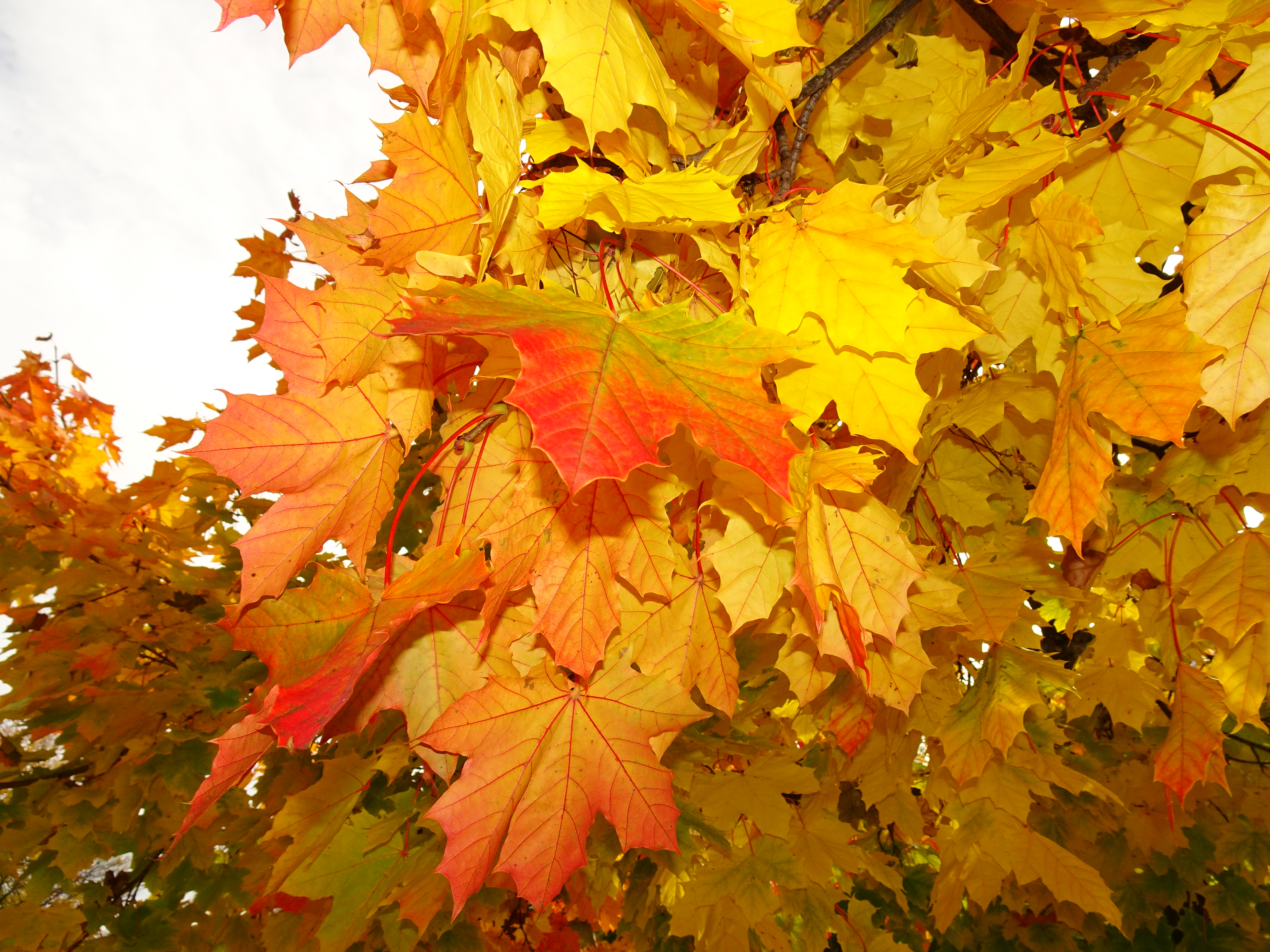 Der Herbst macht sich an eine Ahornbaum bemerkbar  | Urs Amrein, Ruswil 