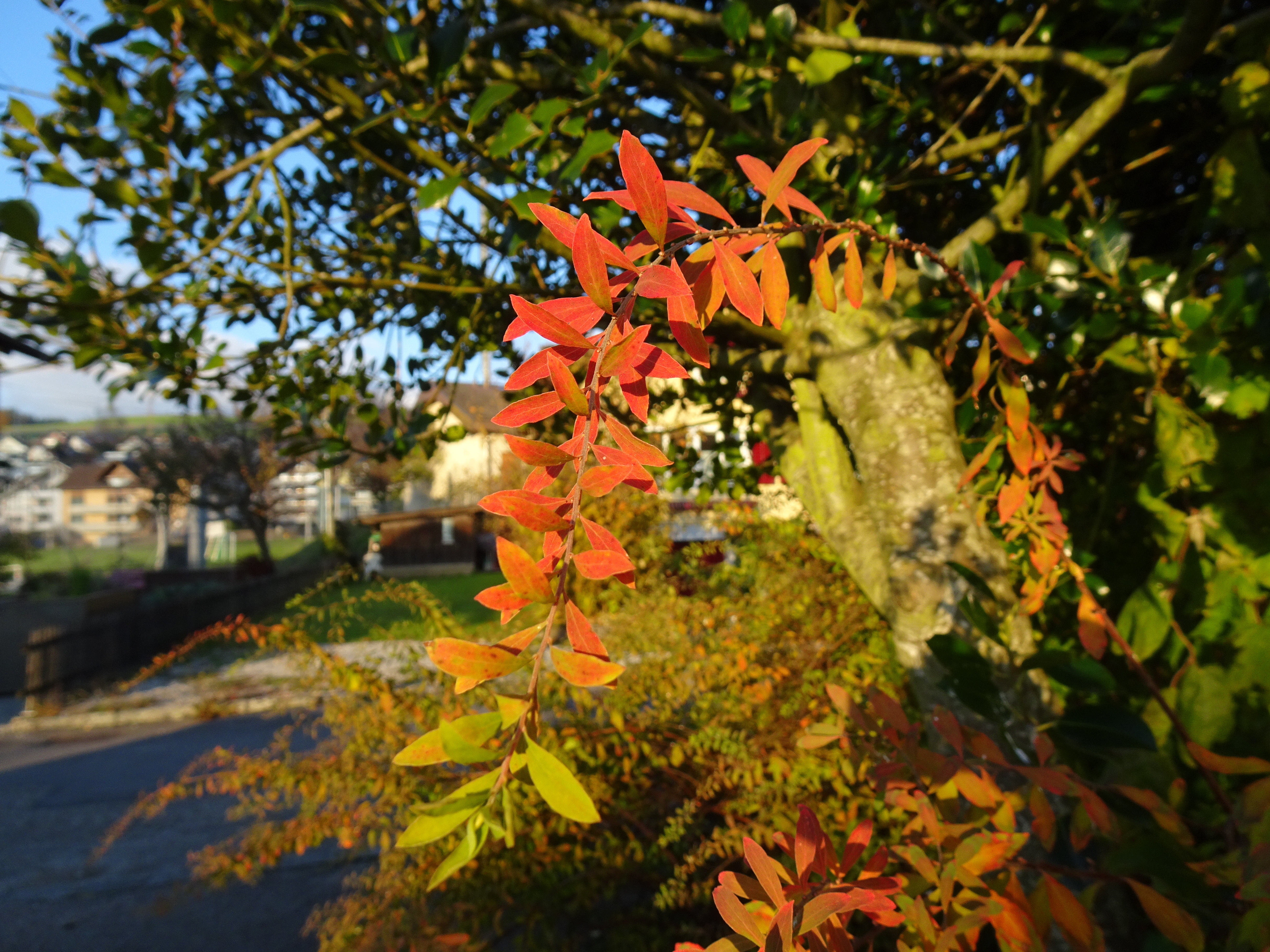 Die schön herbstlich gefärbten, kleinen Blätter der Spiraea – im goldenen Spätnachmittagslicht. | Urs Amrein, Ruswil