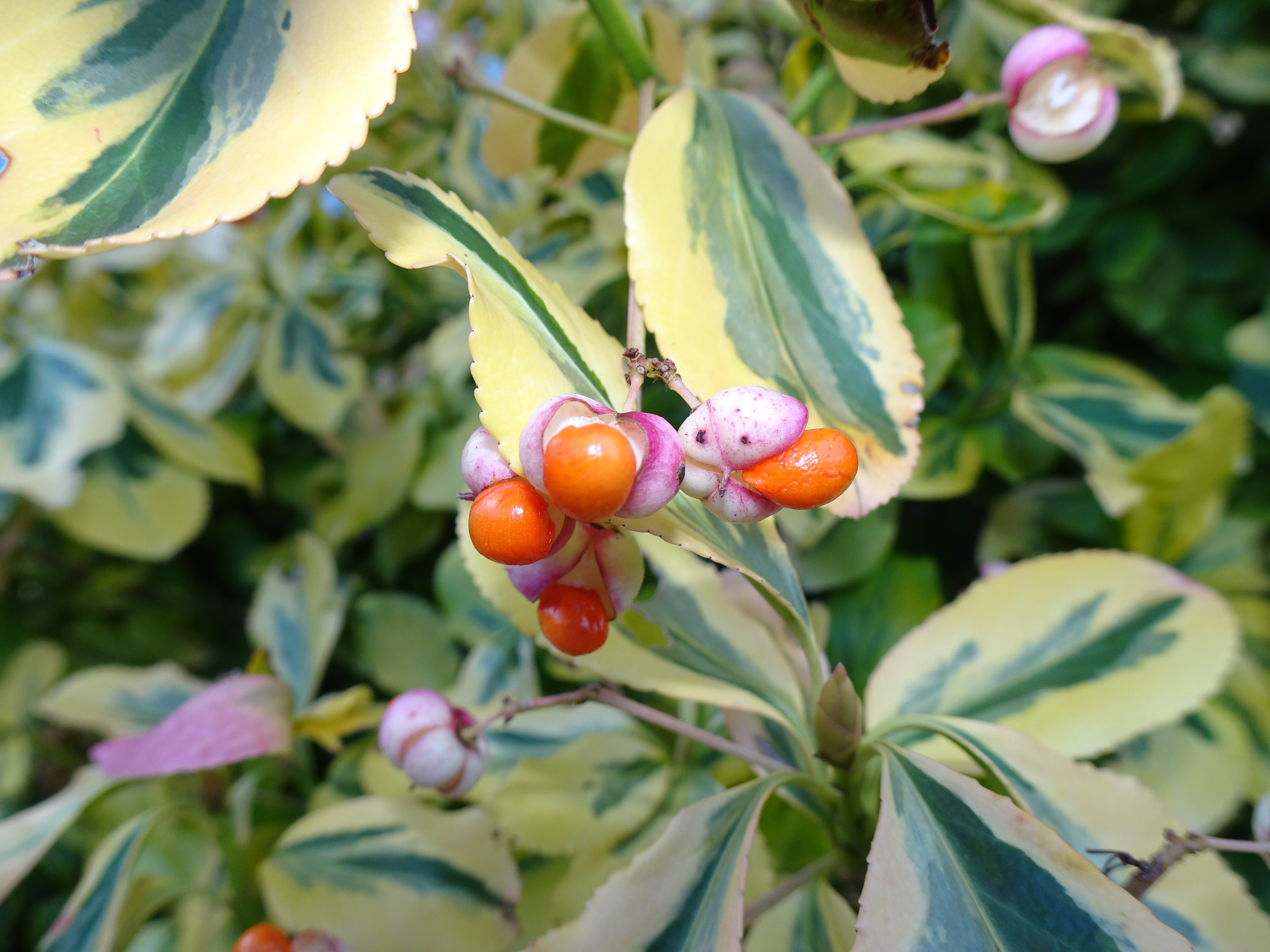 Die schönen ‘Früchte eines japanischen Spindelstrauches (Euonymus japonicus) – in einem Garten im Sonnebergli, Ruswil. | Urs Amrein, Ruswil