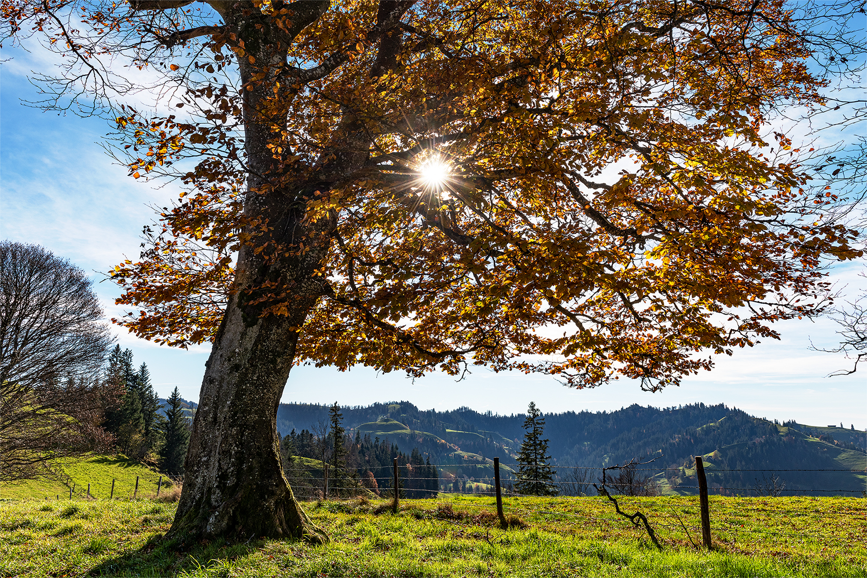 Die farbigen Blätter der Bäume und der tiefe Sonnenstand kündigen den nahen Winter an. Baum auf der Ahorn Alp. | Stefan Dubach, Ruswil
