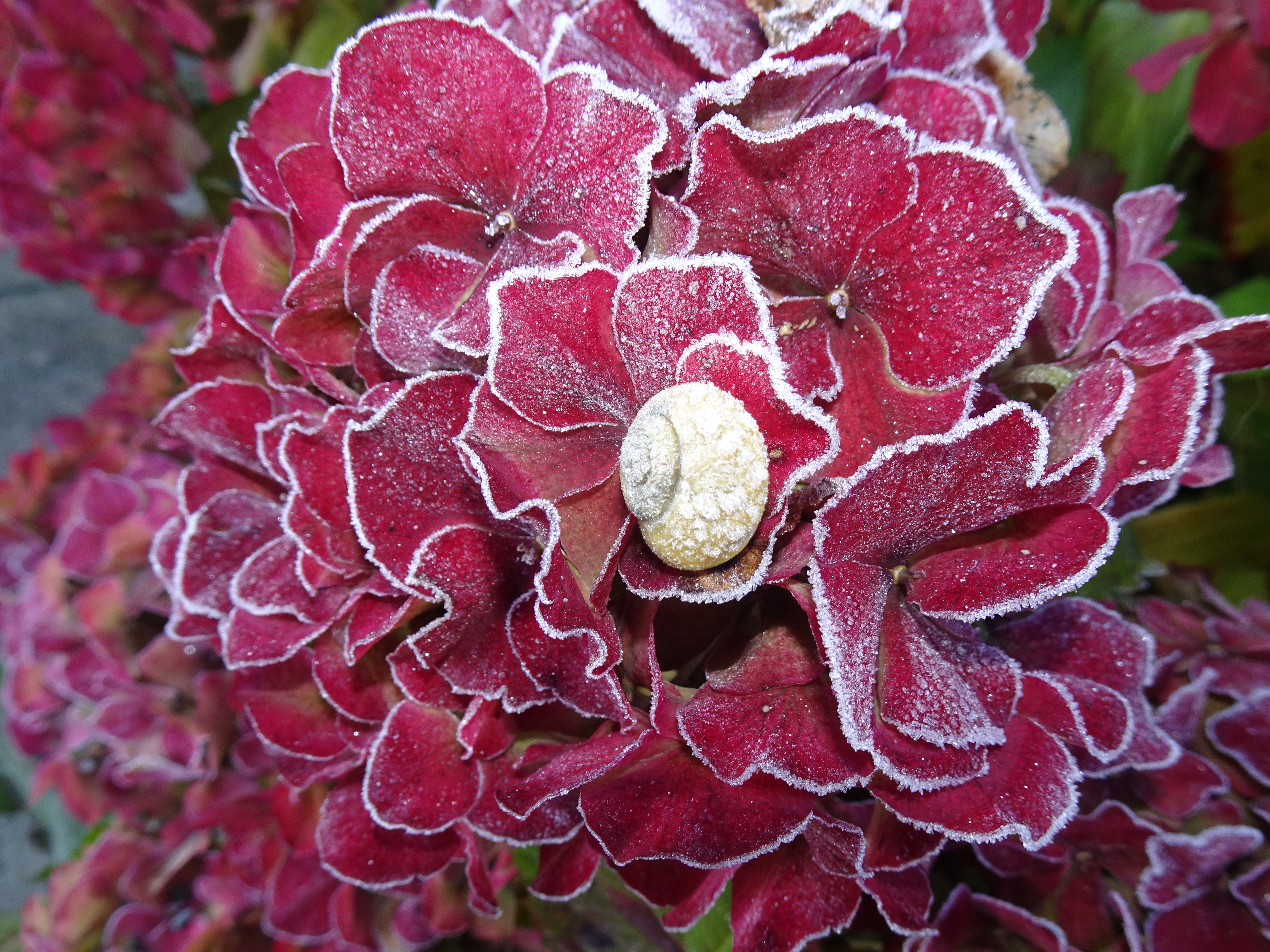 Feine Eiskristallkränzchen um die Blütenblätter der verblühten Hortensien. | Urs Amrein, Ruswil