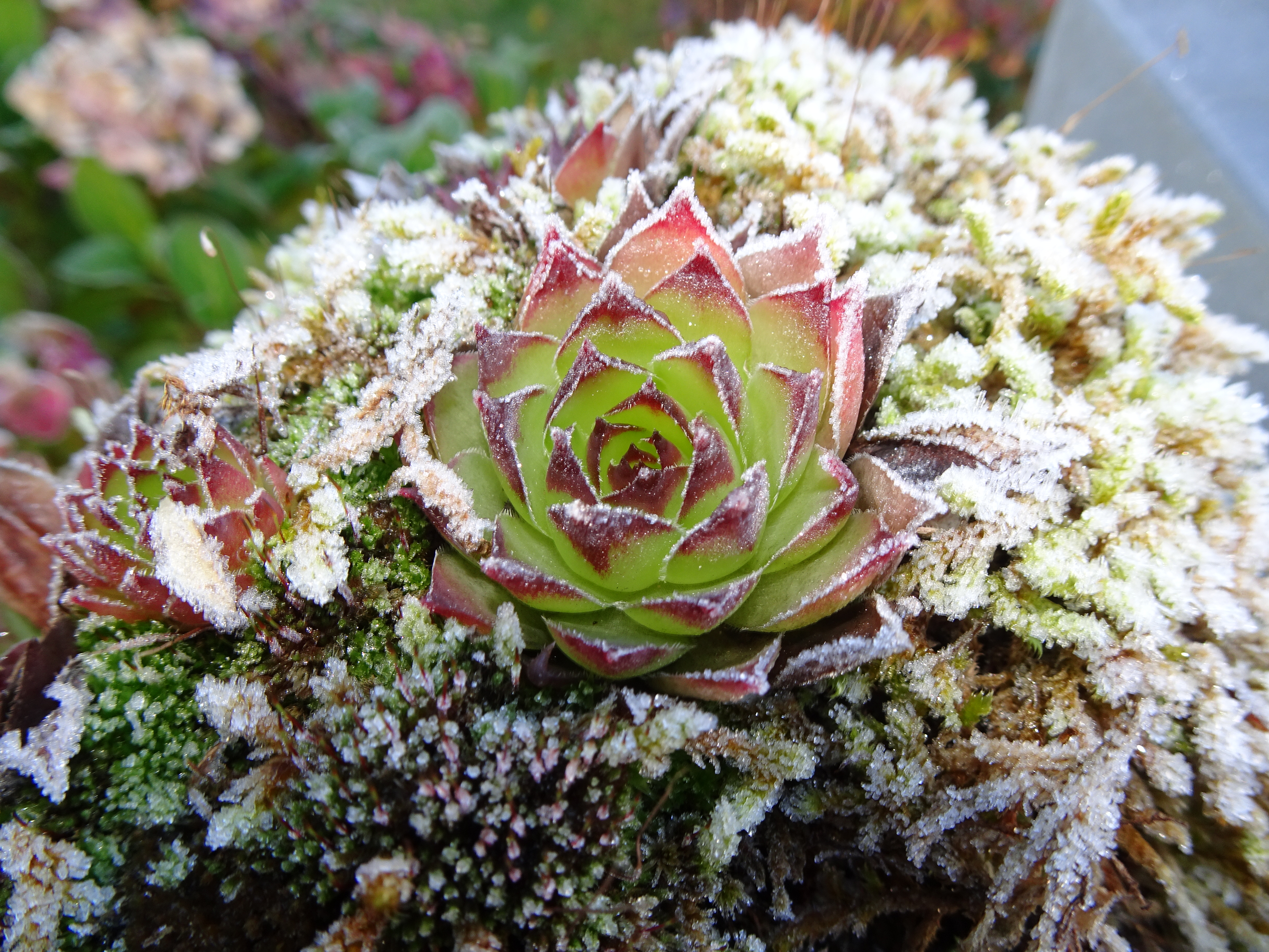 Feine Eiskristallkränzchen um die Hauswurz auf dem Briefkasten im Bäremattweg 7, Ruswil. | Urs Amrein, Ruswil
